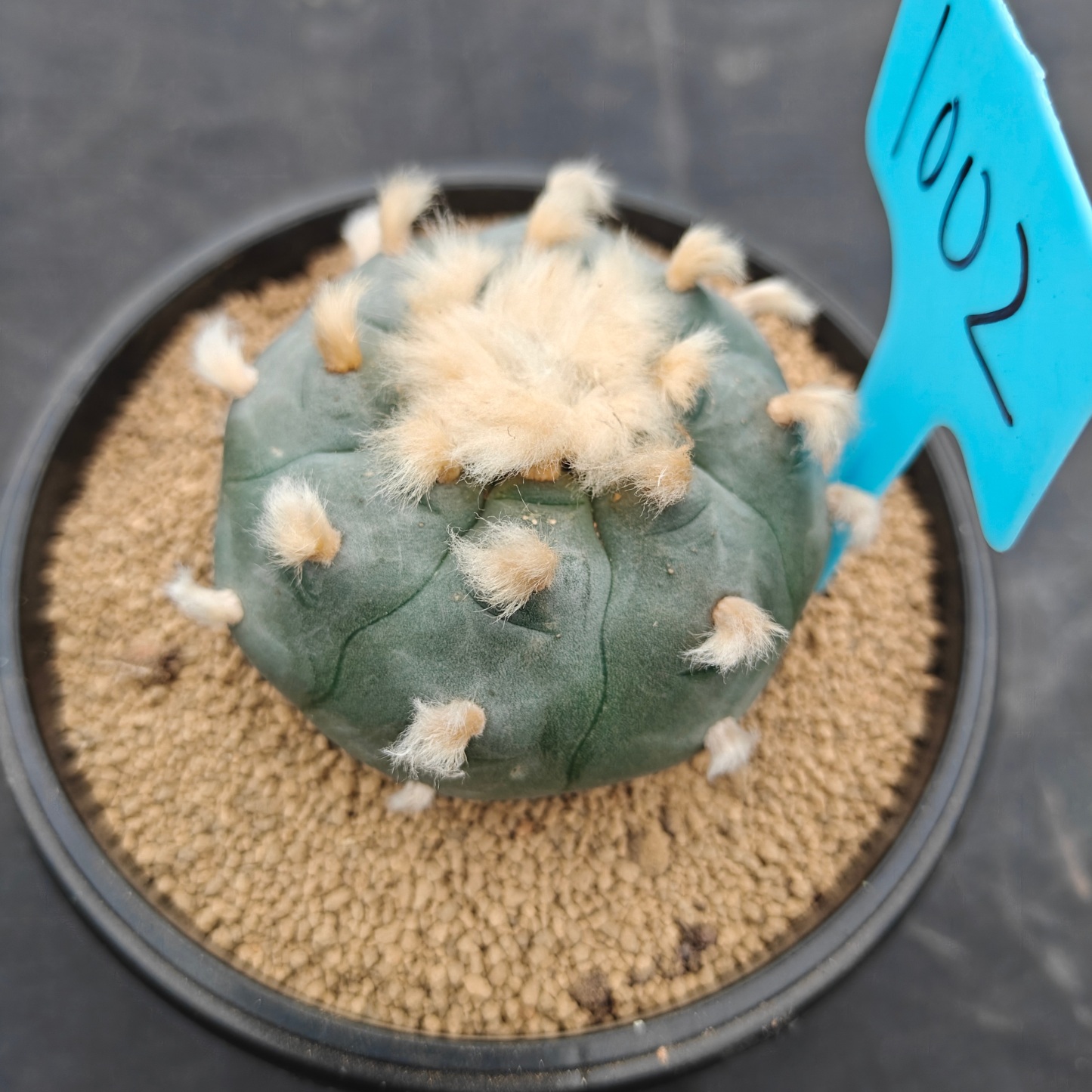 7.5cm（WYSIWYG）Lophophora williamsii spirochete（Hairy Monster）6-8 years old Number 1002