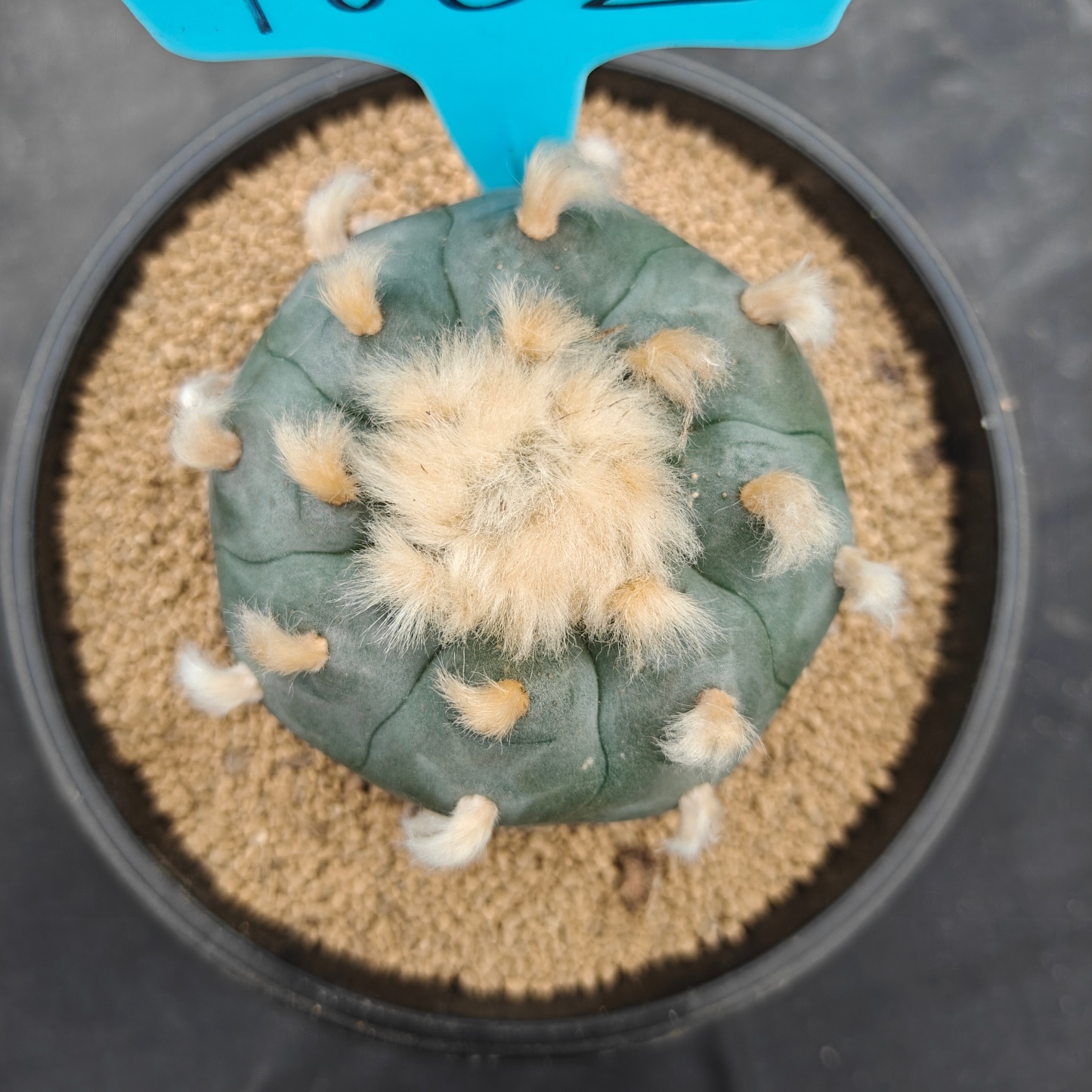 7.5cm（WYSIWYG）Lophophora williamsii spirochete（Hairy Monster）6-8 years old Number 1002