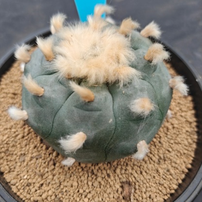 7.5cm（WYSIWYG）Lophophora williamsii spirochete（Hairy Monster）6-8 years old Number 1002