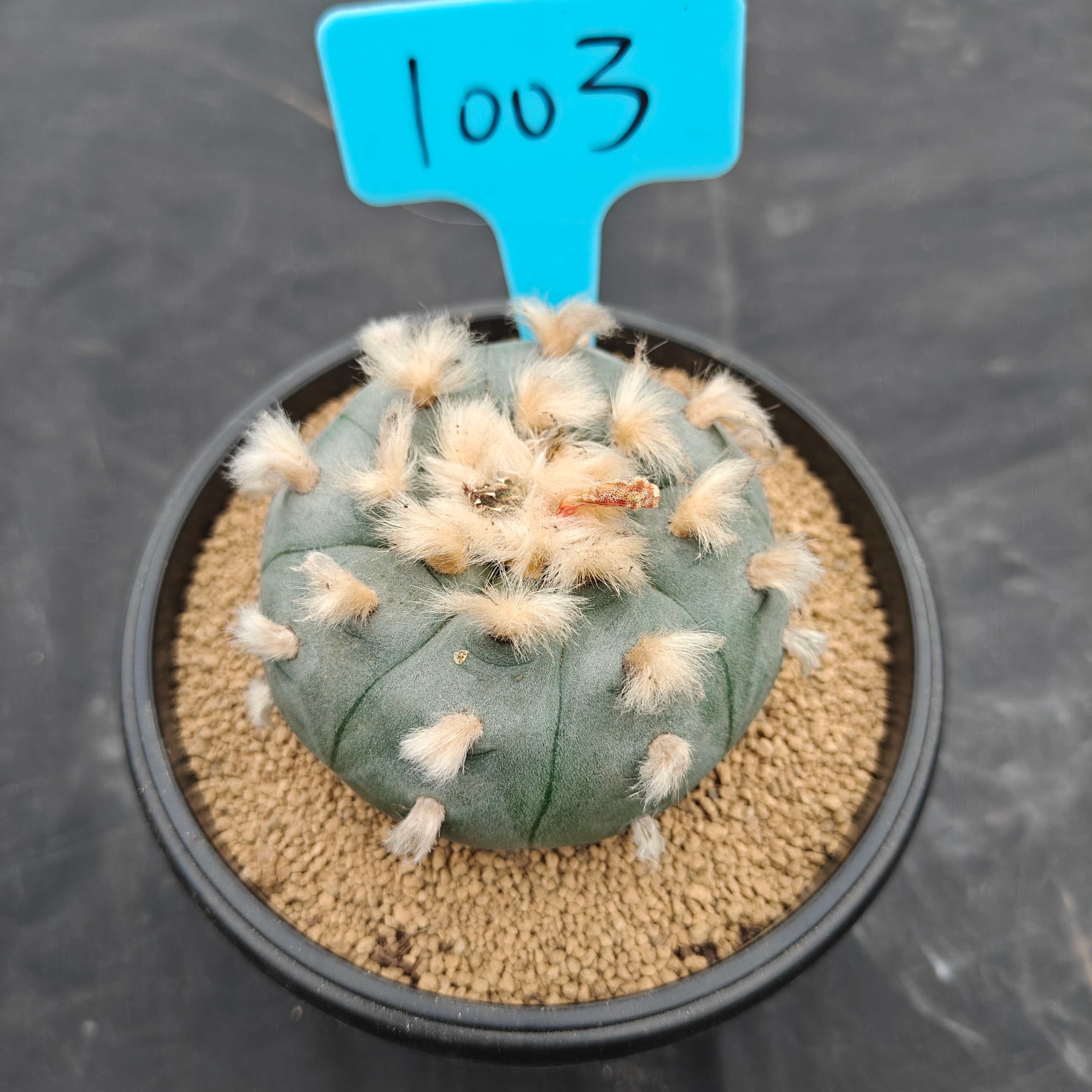 7.5cm（WYSIWYG）Lophophora williamsii spirochete（Hairy Monster）6-8 years old Number 1003