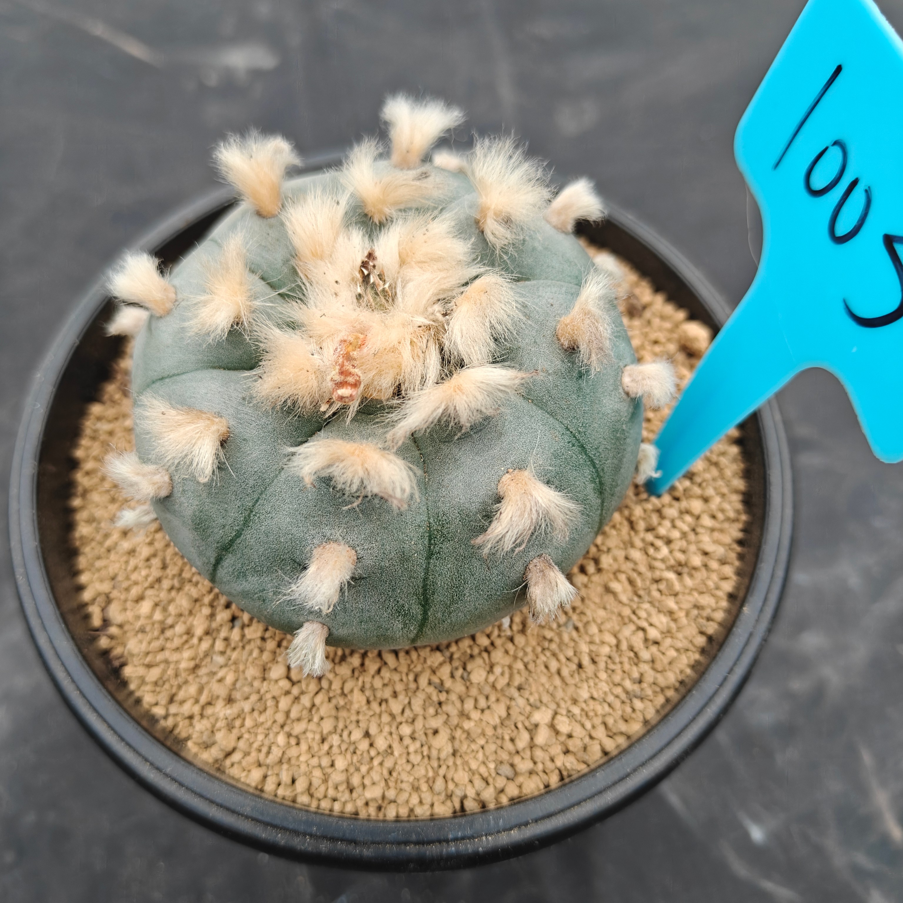 7.5cm（WYSIWYG）Lophophora williamsii spirochete（Hairy Monster）6-8 years old Number 1003