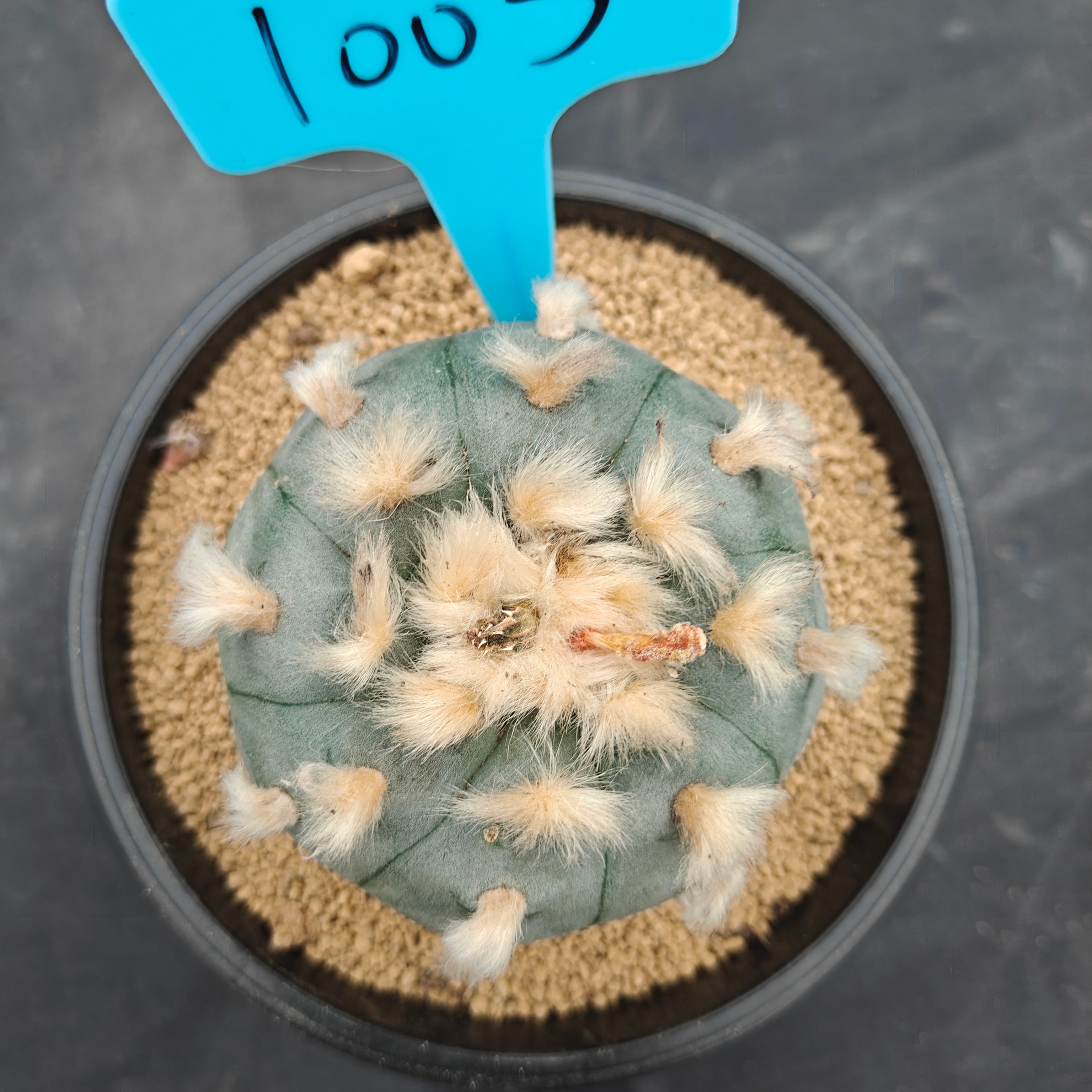7.5cm（WYSIWYG）Lophophora williamsii spirochete（Hairy Monster）6-8 years old Number 1003