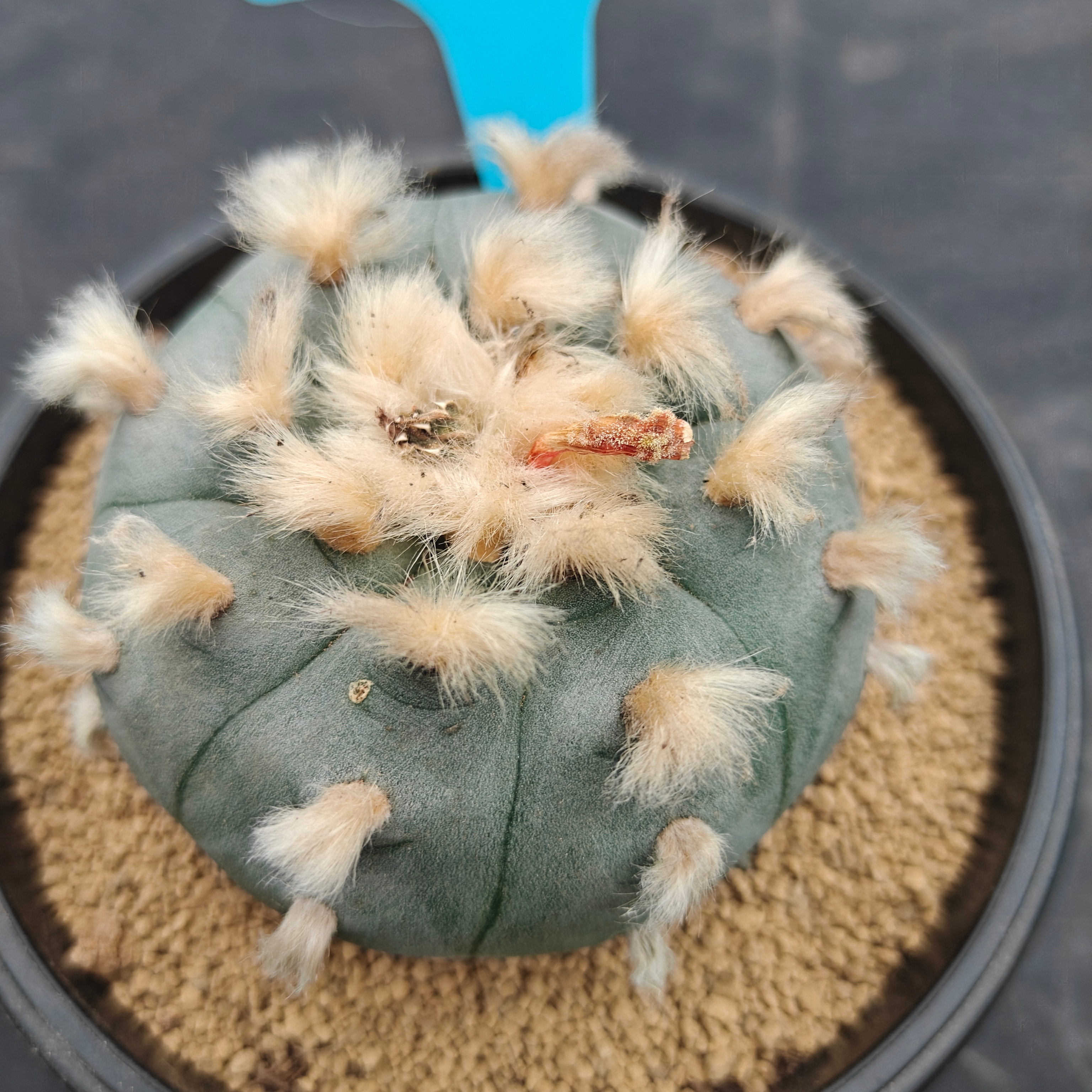 7.5cm（WYSIWYG）Lophophora williamsii spirochete（Hairy Monster）6-8 years old Number 1003