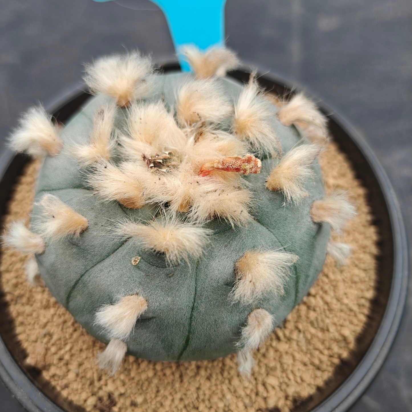 7.5cm（WYSIWYG）Lophophora williamsii spirochete（Hairy Monster）6-8 years old Number 1003