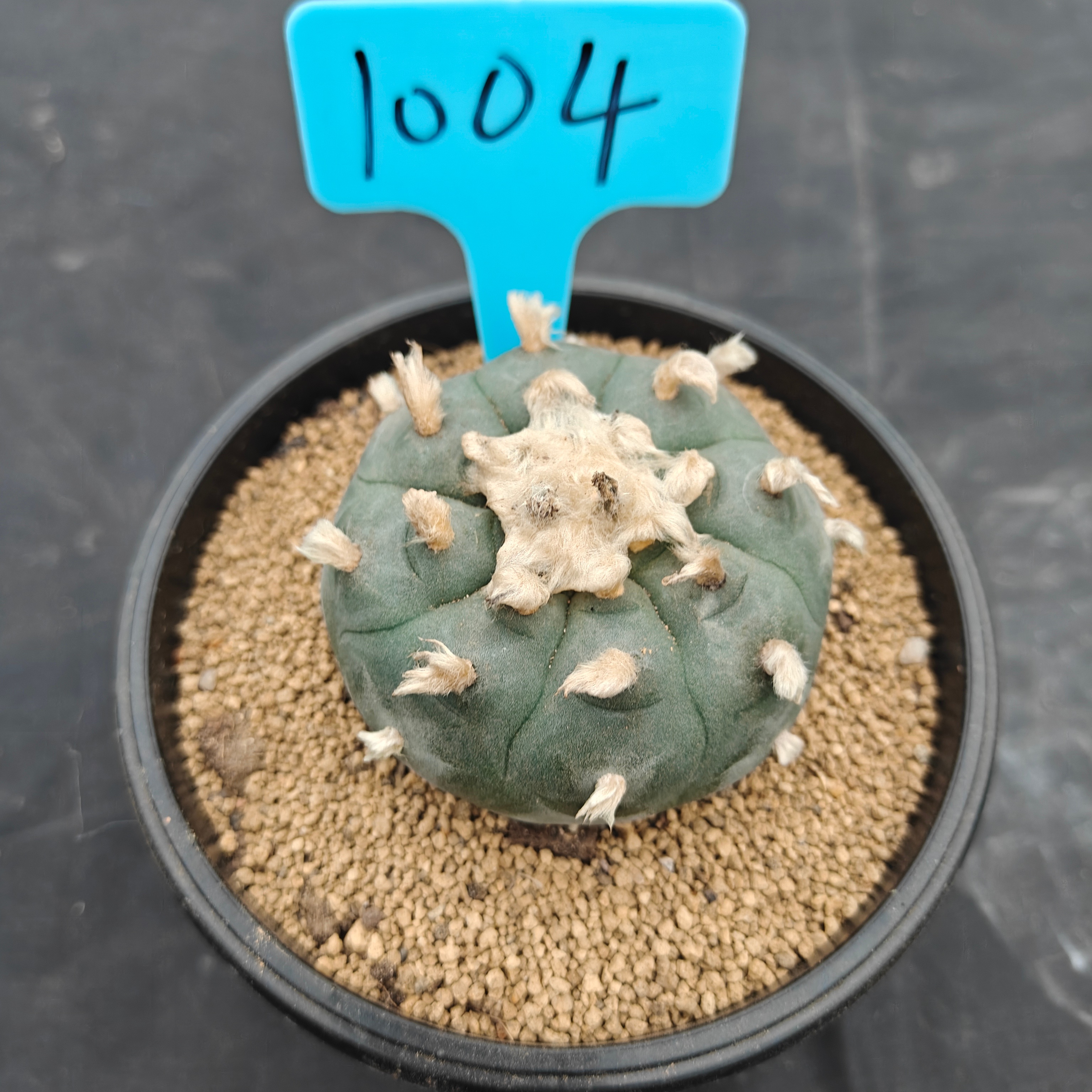 7cm（WYSIWYG）Lophophora williamsii spirochete（Hairy Monster）6-8 years old Number 1004