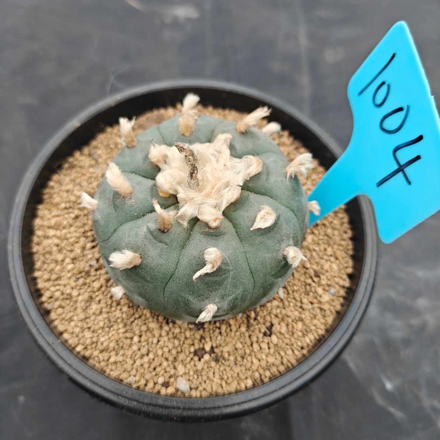 7cm（WYSIWYG）Lophophora williamsii spirochete（Hairy Monster）6-8 years old Number 1004