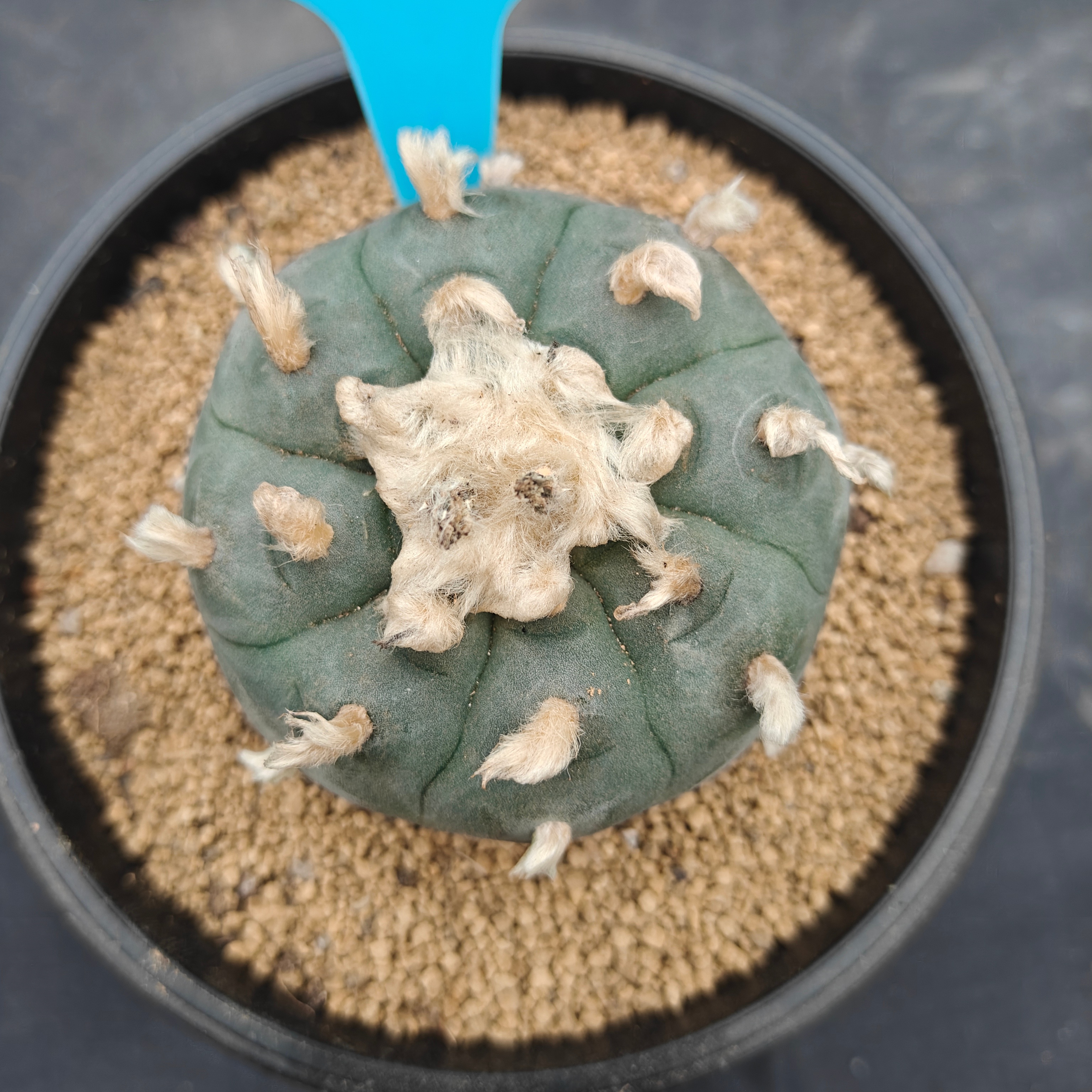7cm（WYSIWYG）Lophophora williamsii spirochete（Hairy Monster）6-8 years old Number 1004