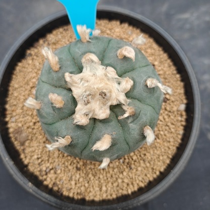 7cm（WYSIWYG）Lophophora williamsii spirochete（Hairy Monster）6-8 years old Number 1004