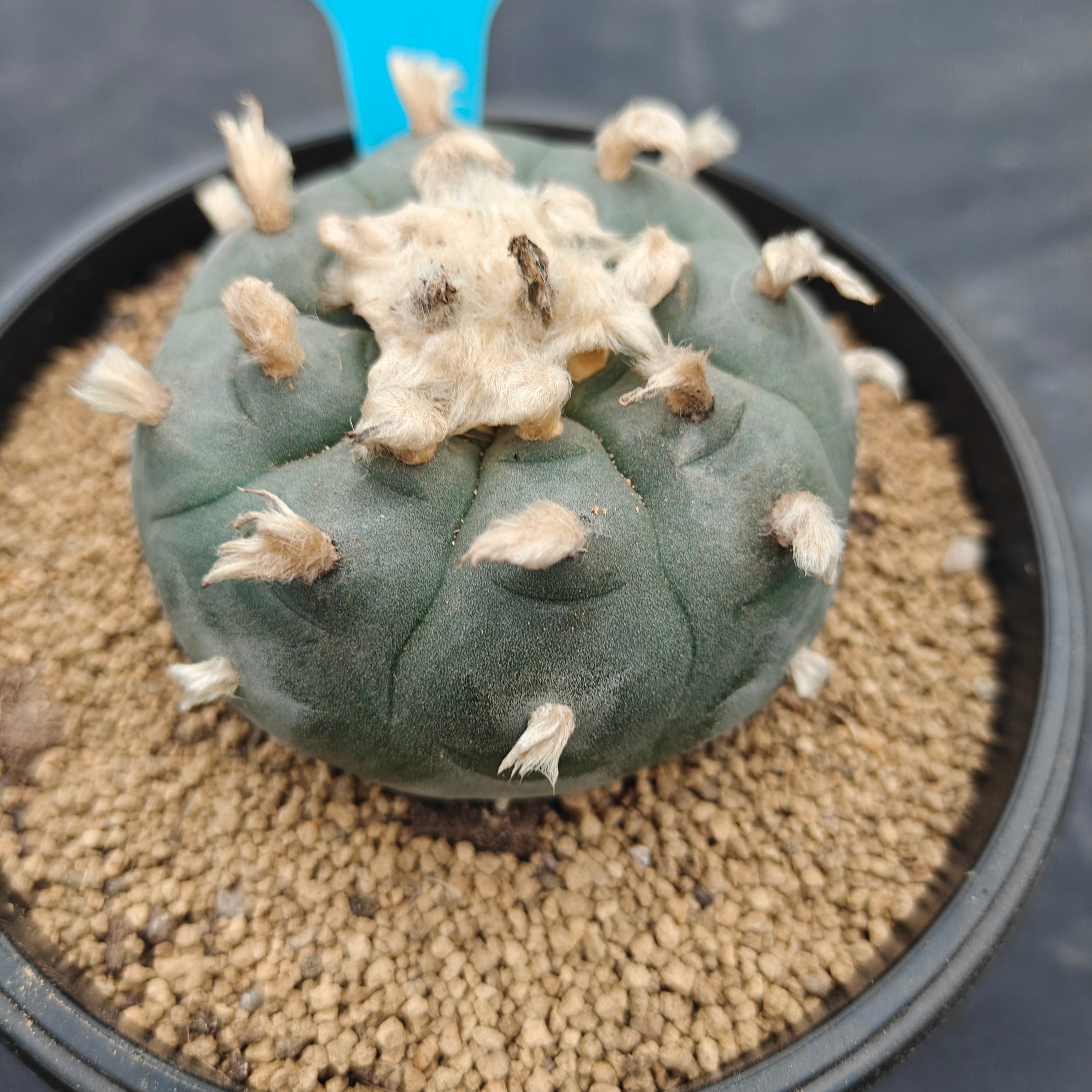 7cm（WYSIWYG）Lophophora williamsii spirochete（Hairy Monster）6-8 years old Number 1005