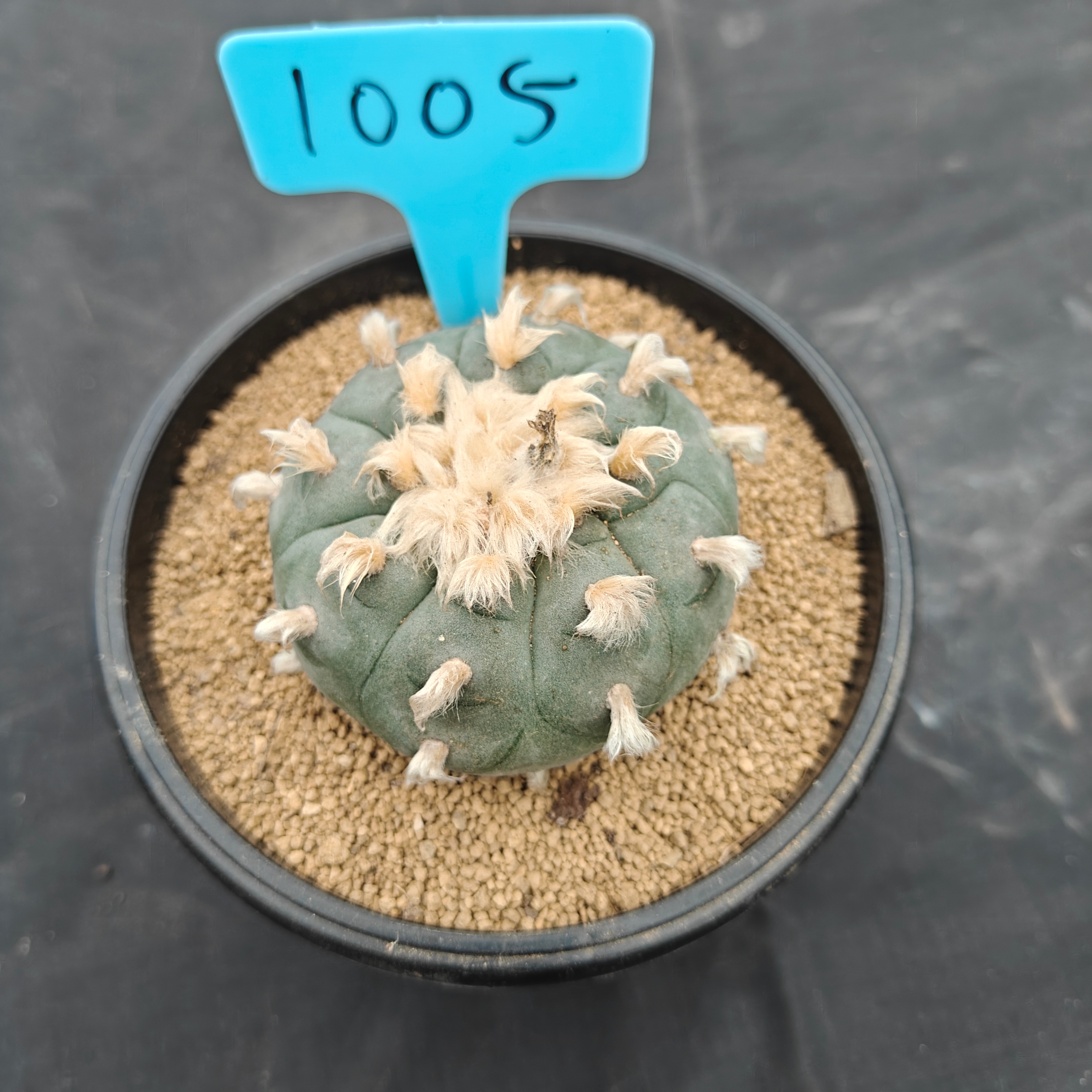 7cm（WYSIWYG）Lophophora williamsii spirochete（Hairy Monster）6-8 years old Number 1005
