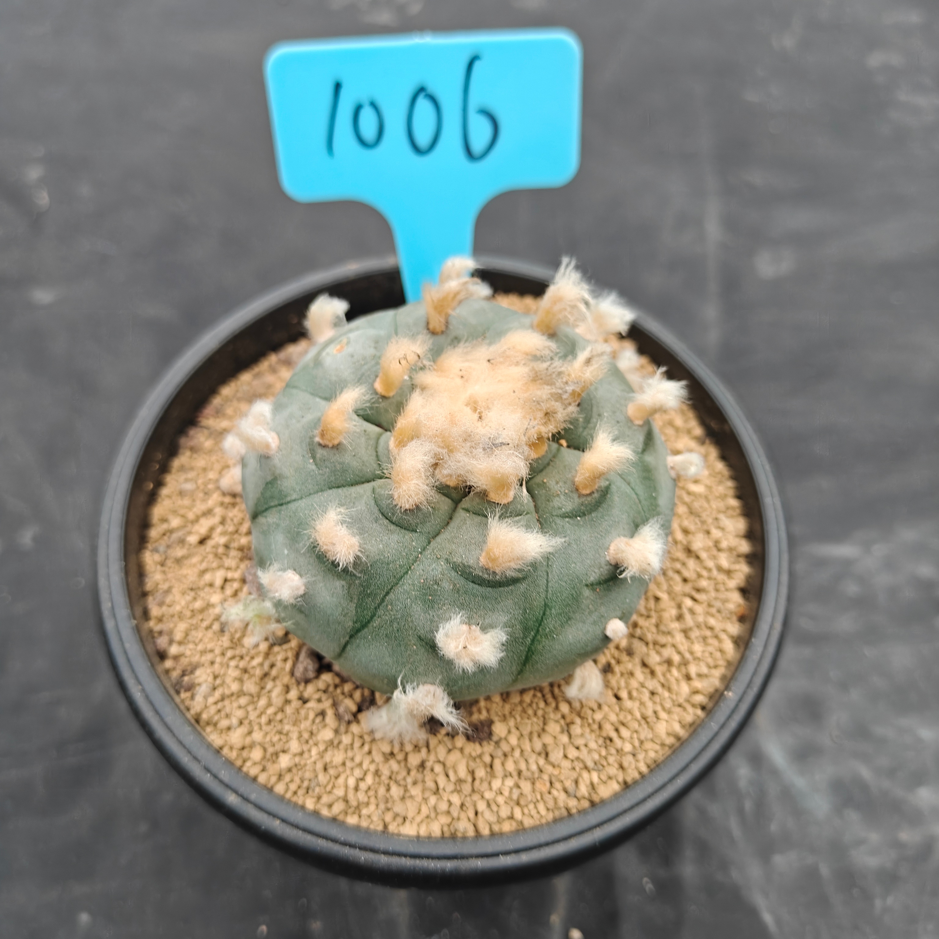 7cm（WYSIWYG）Lophophora williamsii spirochete（Hairy Monster）6-8 years old Number 1006