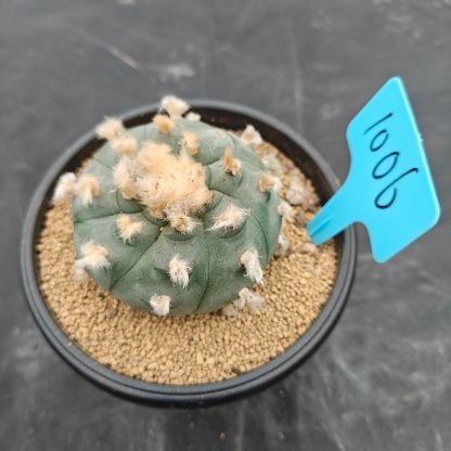 7cm（WYSIWYG）Lophophora williamsii spirochete（Hairy Monster）6-8 years old Number 1006