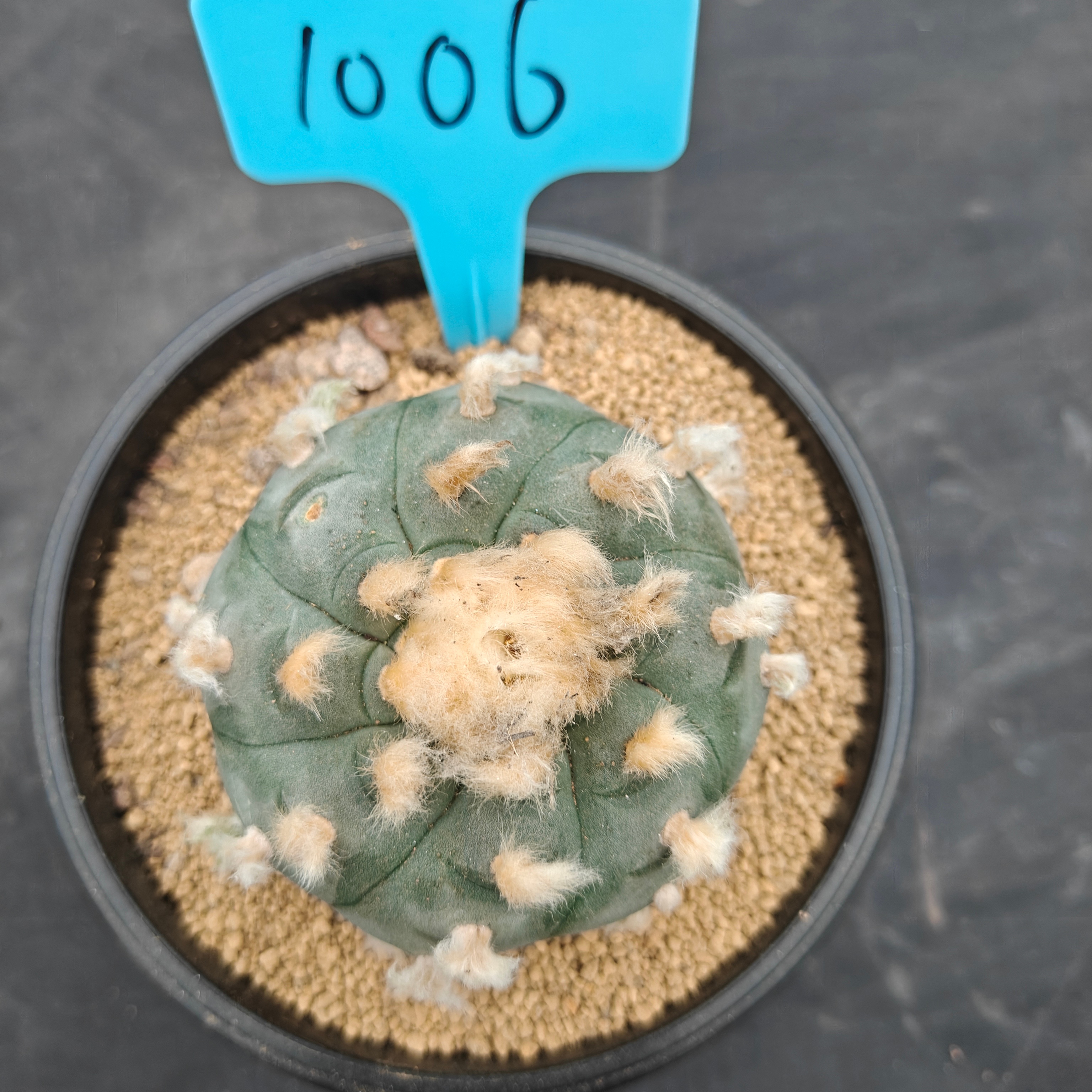 7cm（WYSIWYG）Lophophora williamsii spirochete（Hairy Monster）6-8 years old Number 1006