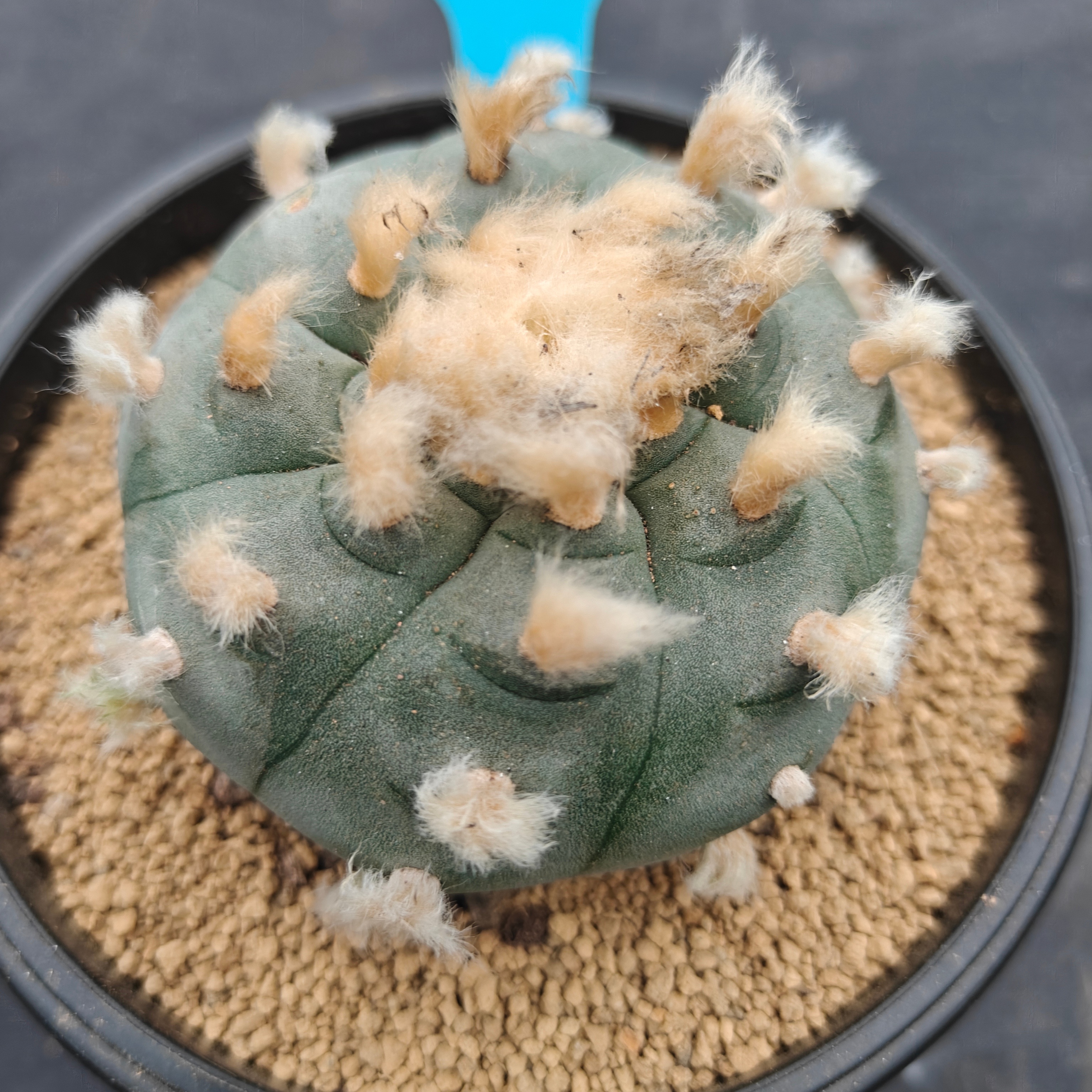 7cm（WYSIWYG）Lophophora williamsii spirochete（Hairy Monster）6-8 years old Number 1006