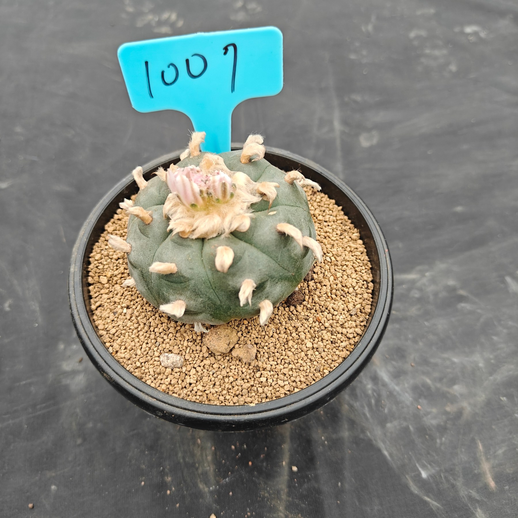 7cm（WYSIWYG）Lophophora williamsii（Hairy Monster）6-8 years old Number 1007