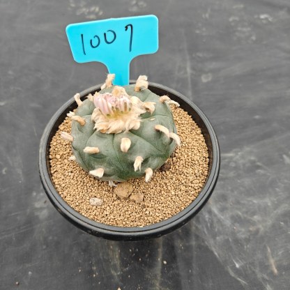 7cm（WYSIWYG）Lophophora williamsii（Hairy Monster）6-8 years old Number 1007