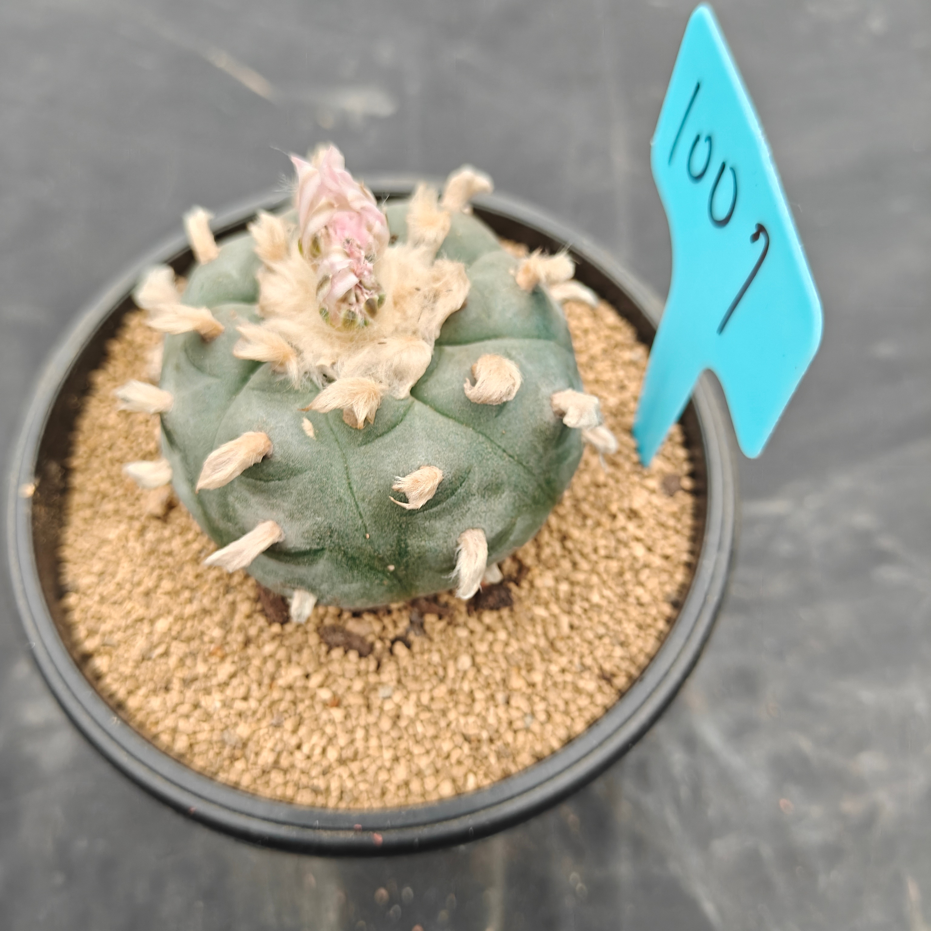 7cm（WYSIWYG）Lophophora williamsii（Hairy Monster）6-8 years old Number 1007