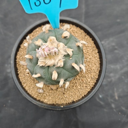 7cm（WYSIWYG）Lophophora williamsii（Hairy Monster）6-8 years old Number 1007