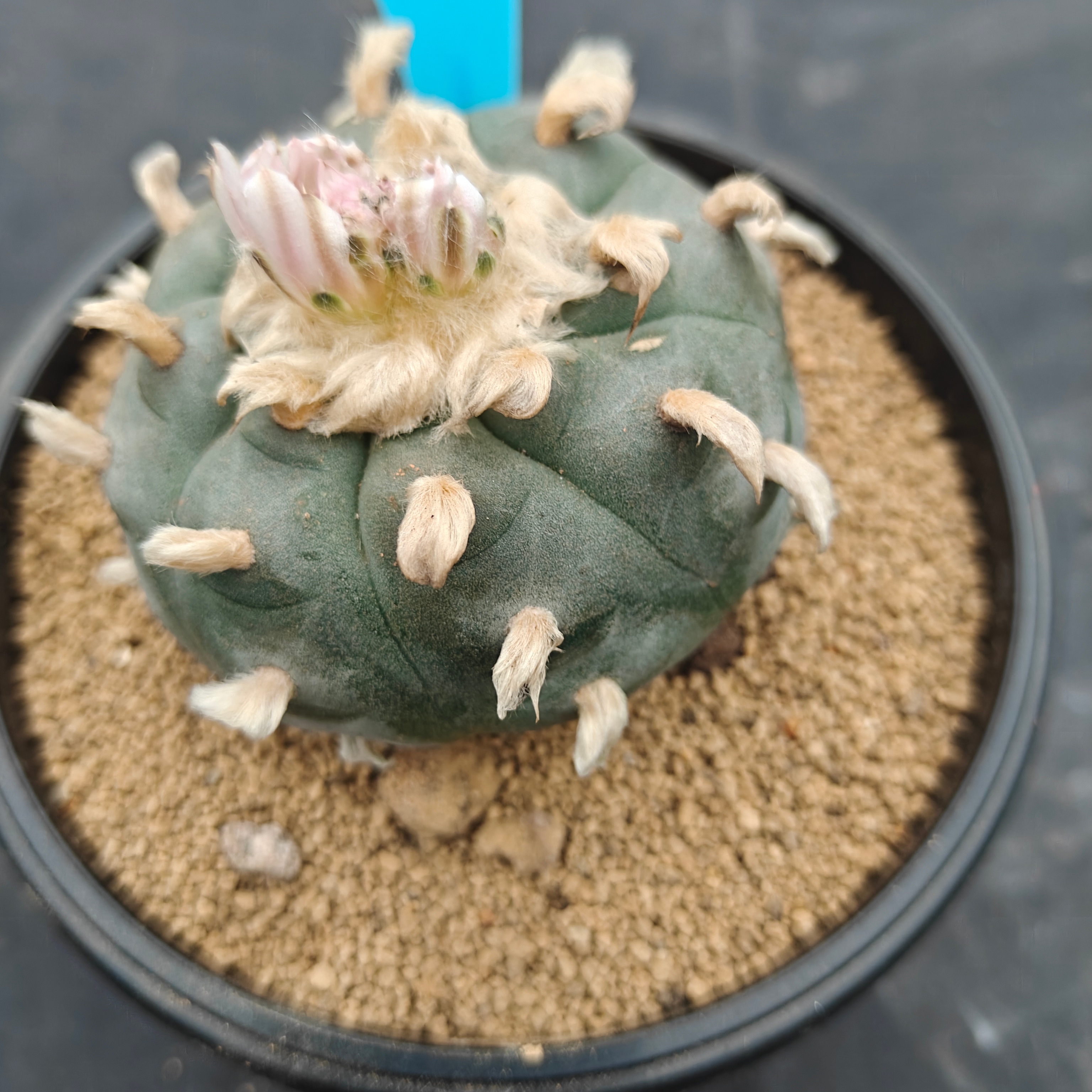7cm（WYSIWYG）Lophophora williamsii（Hairy Monster）6-8 years old Number 1007