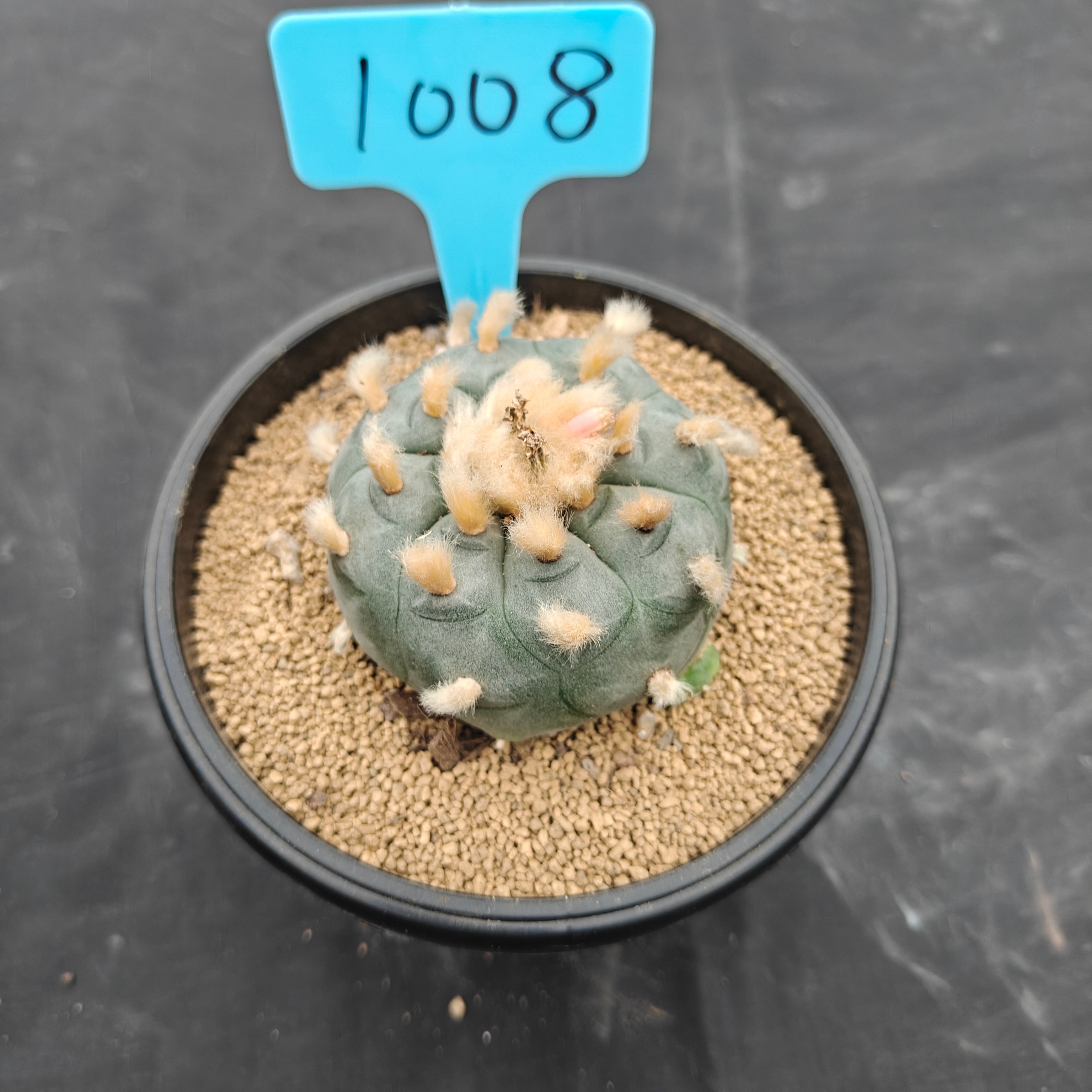 6cm（WYSIWYG）Lophophora williamsii（Hairy Monster）6-8 years old Number 1008