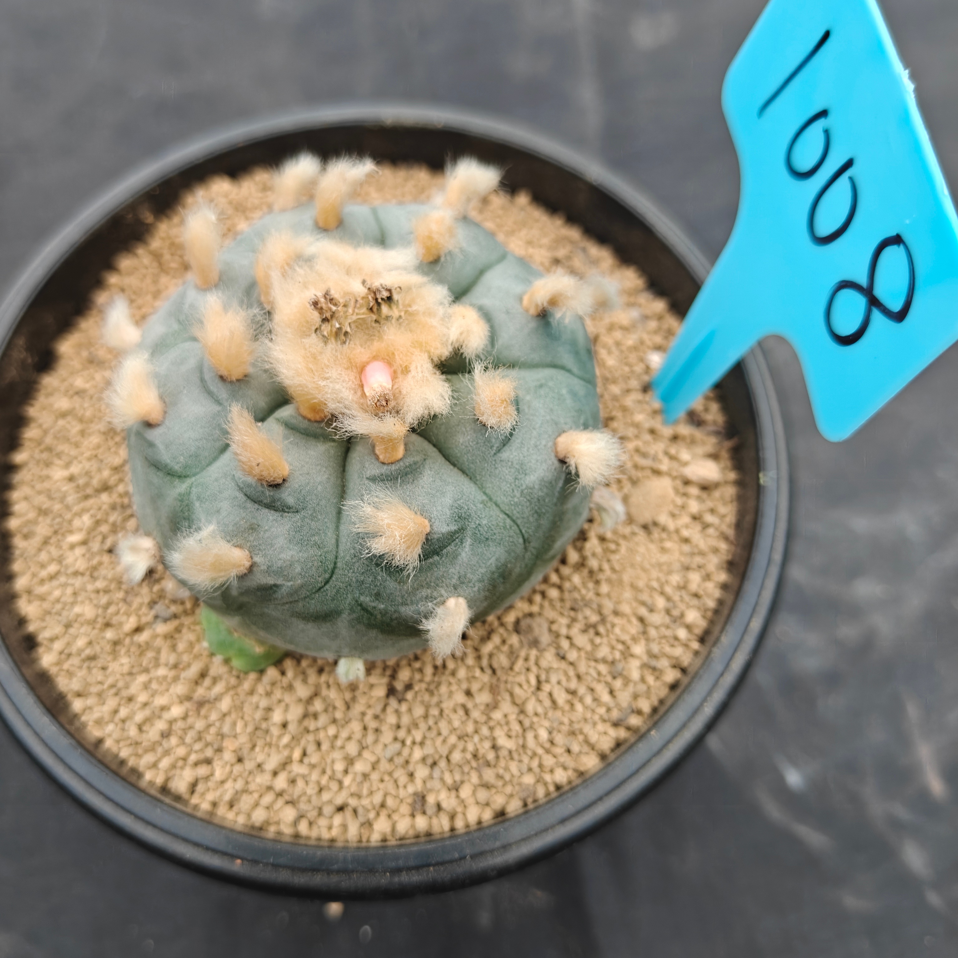 6cm（WYSIWYG）Lophophora williamsii（Hairy Monster）6-8 years old Number 1008