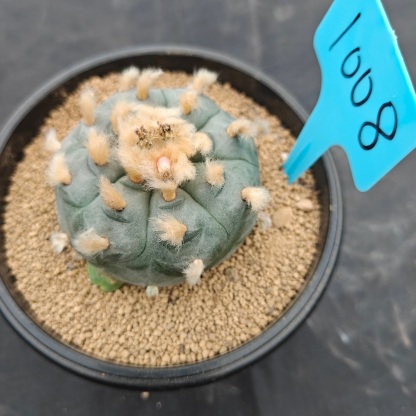 6cm（WYSIWYG）Lophophora williamsii（Hairy Monster）6-8 years old Number 1008