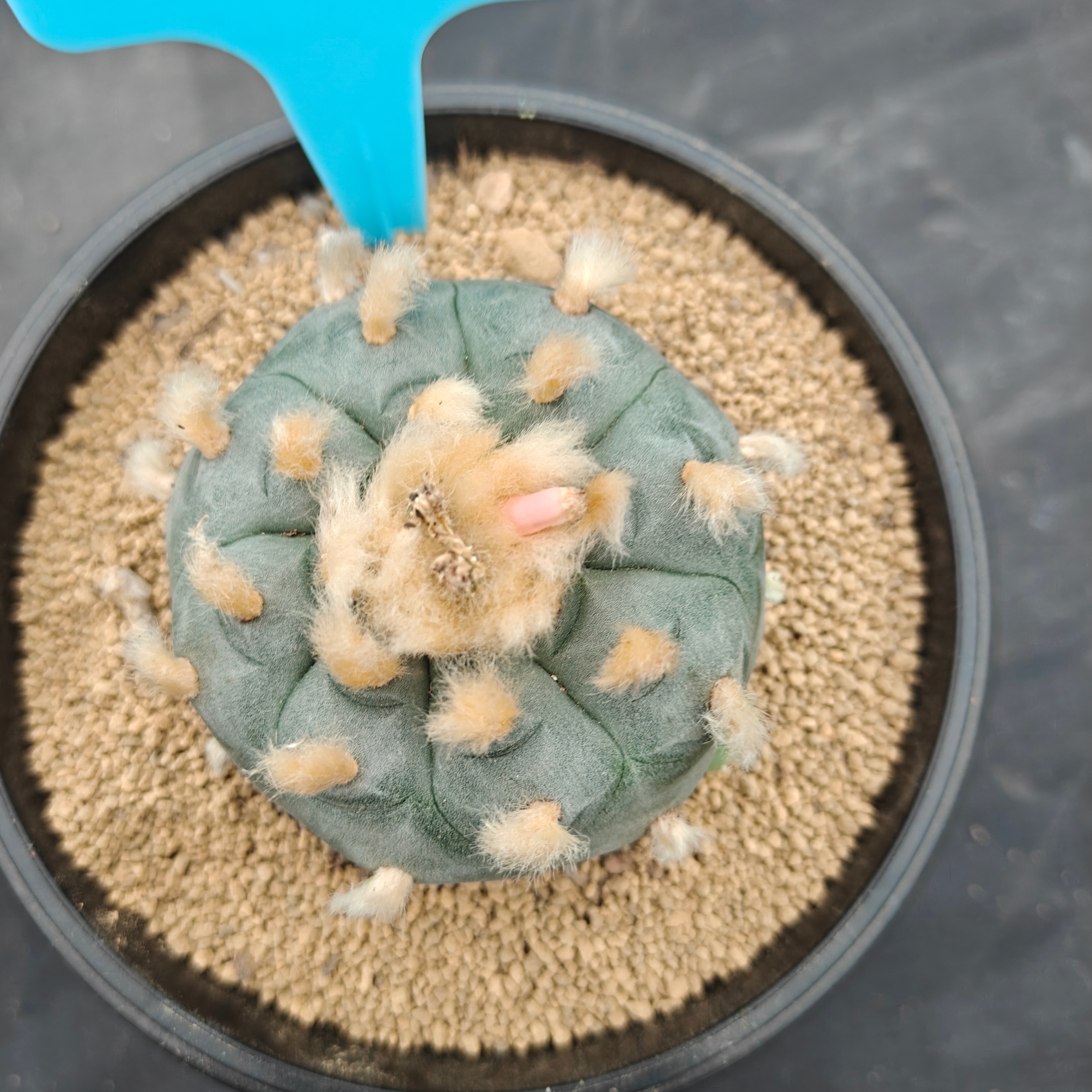 6cm（WYSIWYG）Lophophora williamsii（Hairy Monster）6-8 years old Number 1008