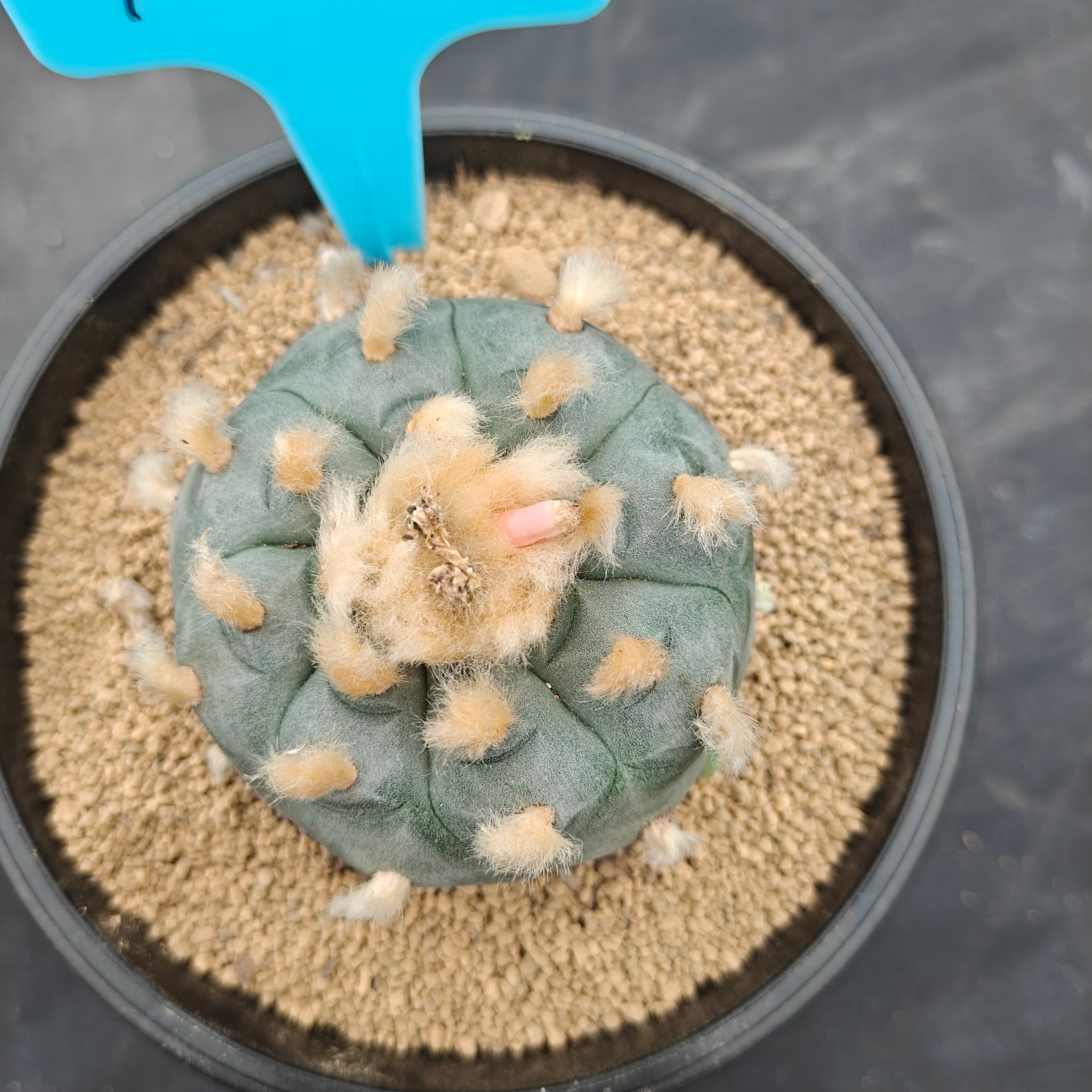 6cm（WYSIWYG）Lophophora williamsii（Hairy Monster）6-8 years old Number 1008
