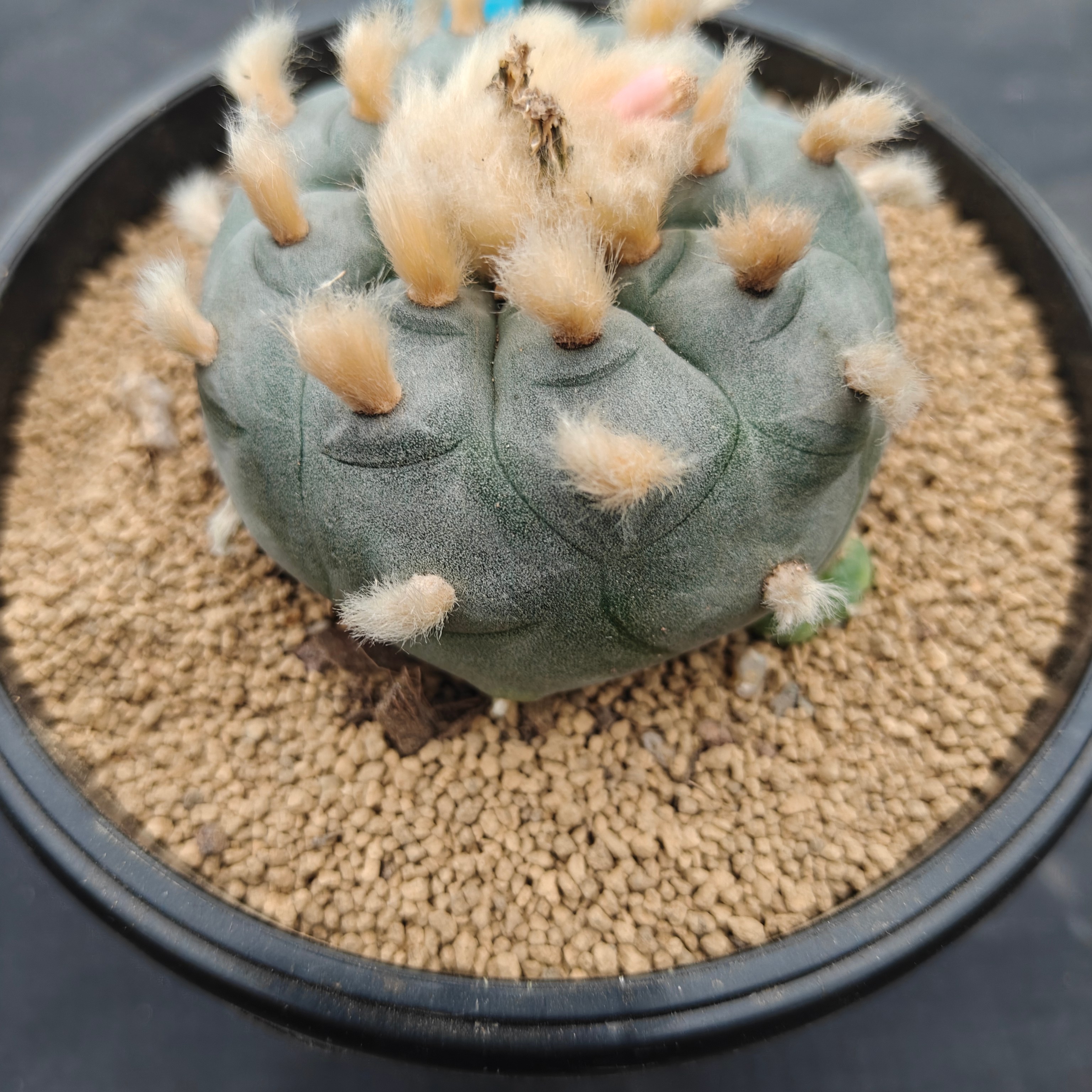 6cm（WYSIWYG）Lophophora williamsii（Hairy Monster）6-8 years old Number 1008