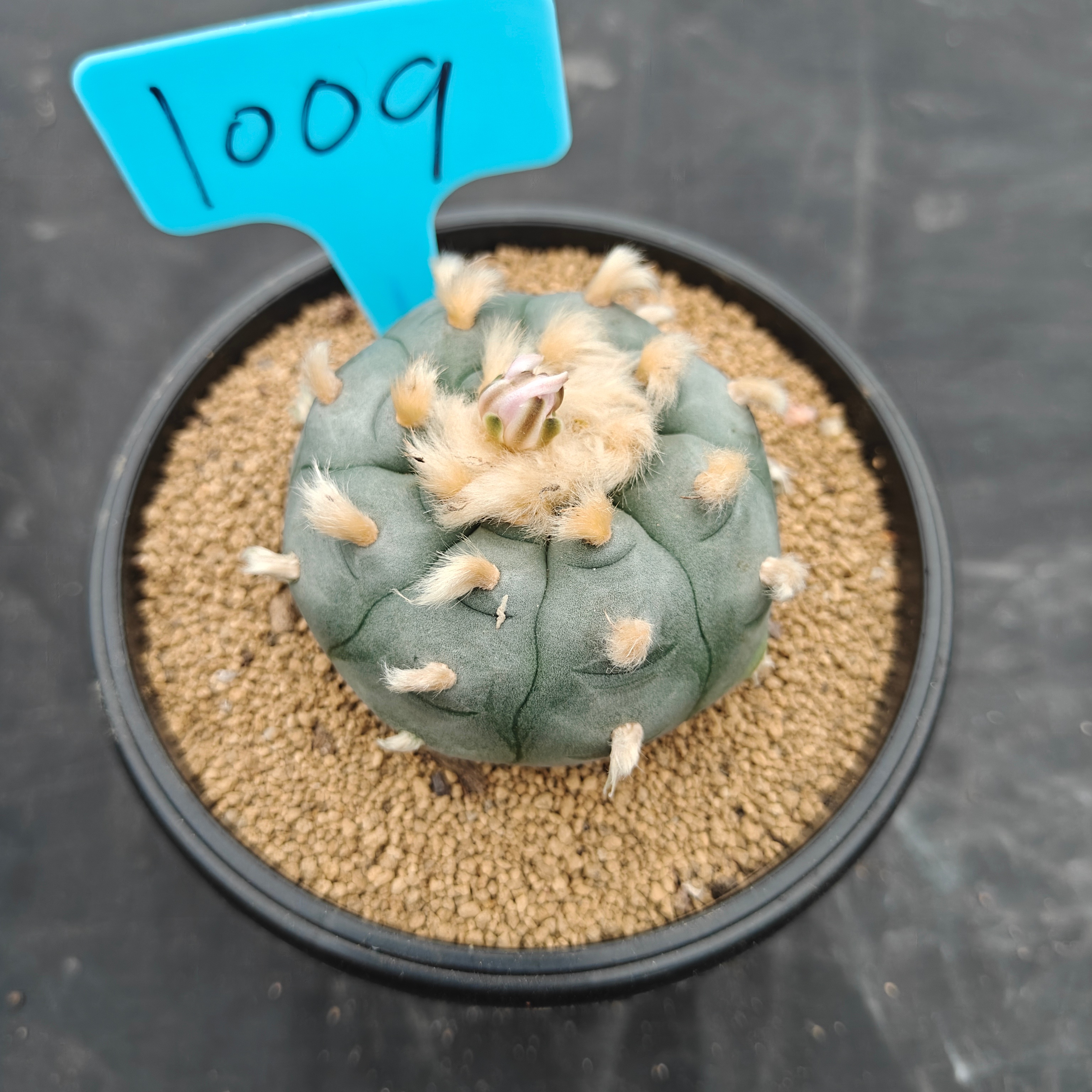 6cm（WYSIWYG）Lophophora williamsii spirochete（Hairy Monster）6-8 years old Number 1009