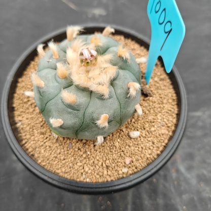6cm（WYSIWYG）Lophophora williamsii spirochete（Hairy Monster）6-8 years old Number 1009