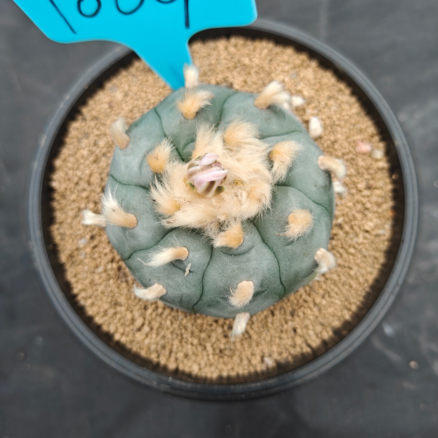 6cm（WYSIWYG）Lophophora williamsii spirochete（Hairy Monster）6-8 years old Number 1009