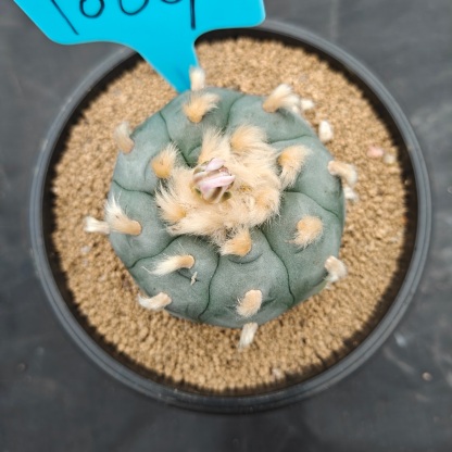 6cm（WYSIWYG）Lophophora williamsii spirochete（Hairy Monster）6-8 years old Number 1009