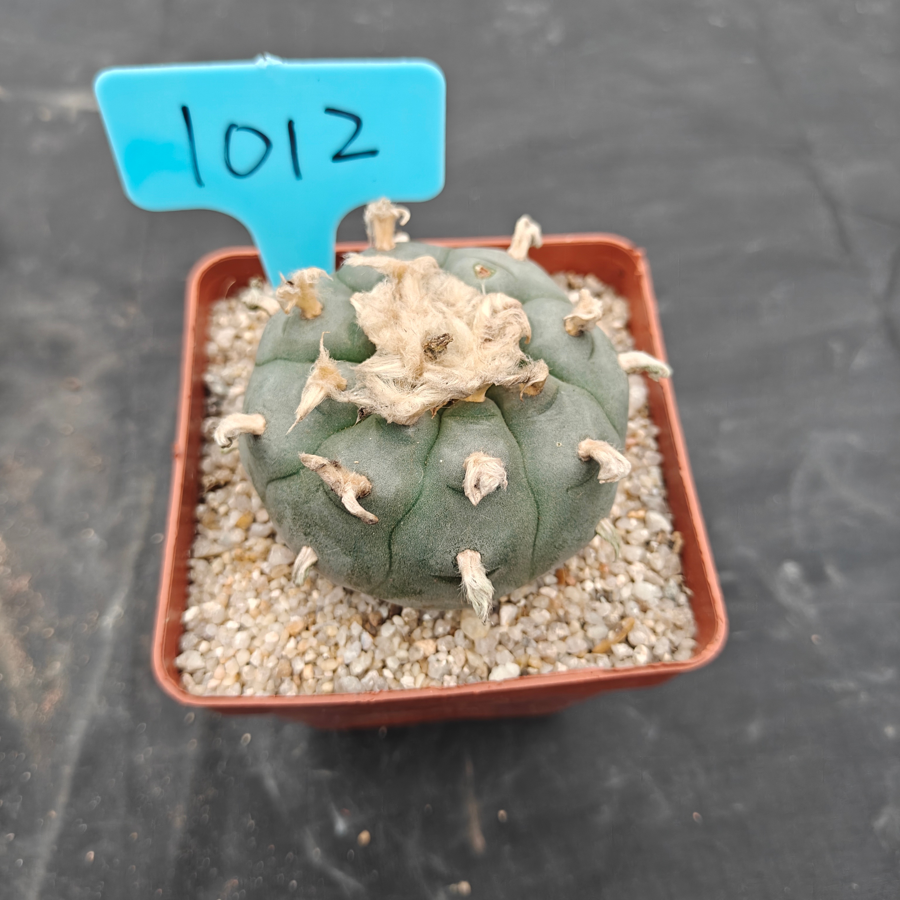 6cm（WYSIWYG）Lophophora williamsii spirochete（Hairy Monster）6-8 years old Number 1012