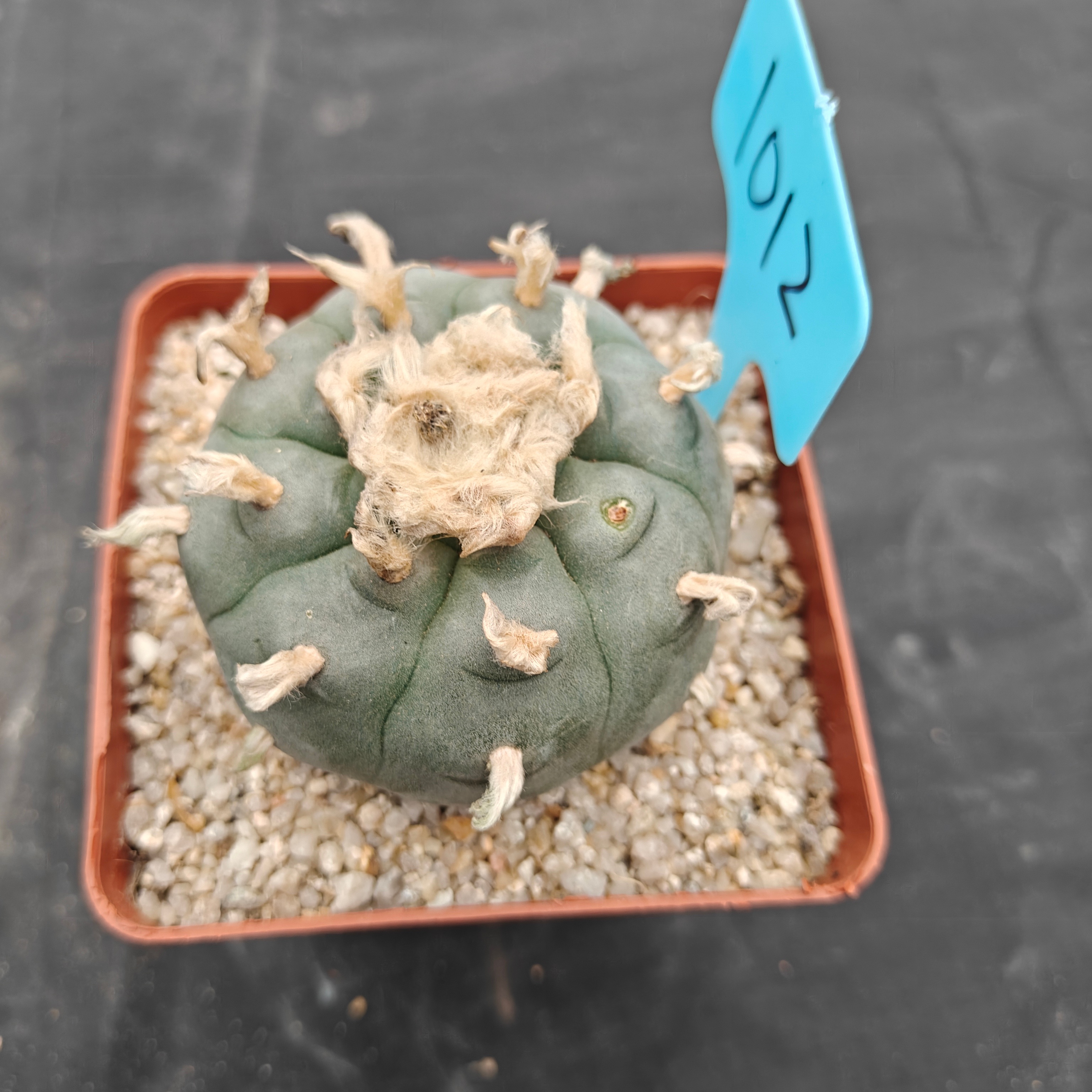 6cm（WYSIWYG）Lophophora williamsii spirochete（Hairy Monster）6-8 years old Number 1012
