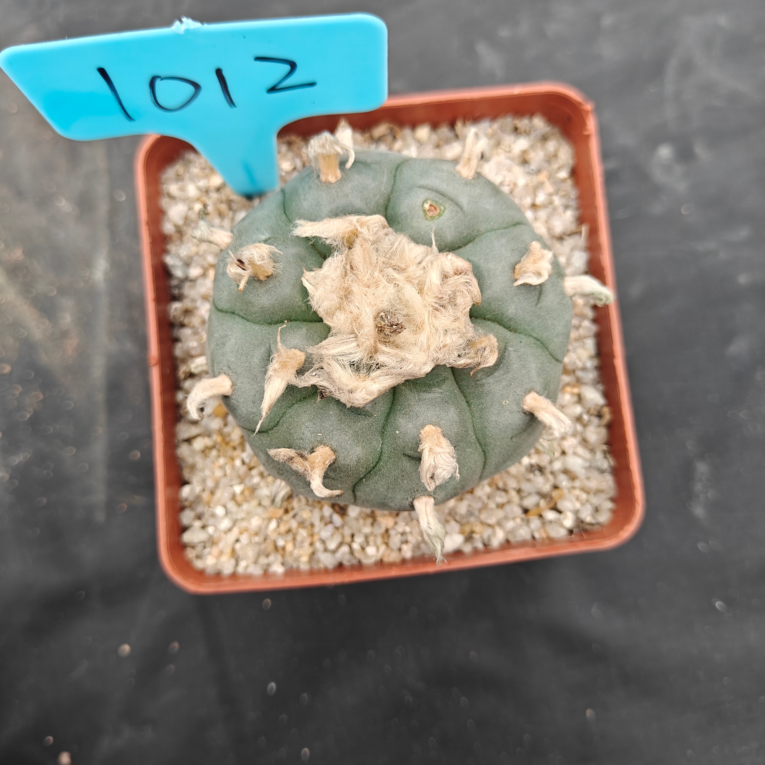 6cm（WYSIWYG）Lophophora williamsii spirochete（Hairy Monster）6-8 years old Number 1012