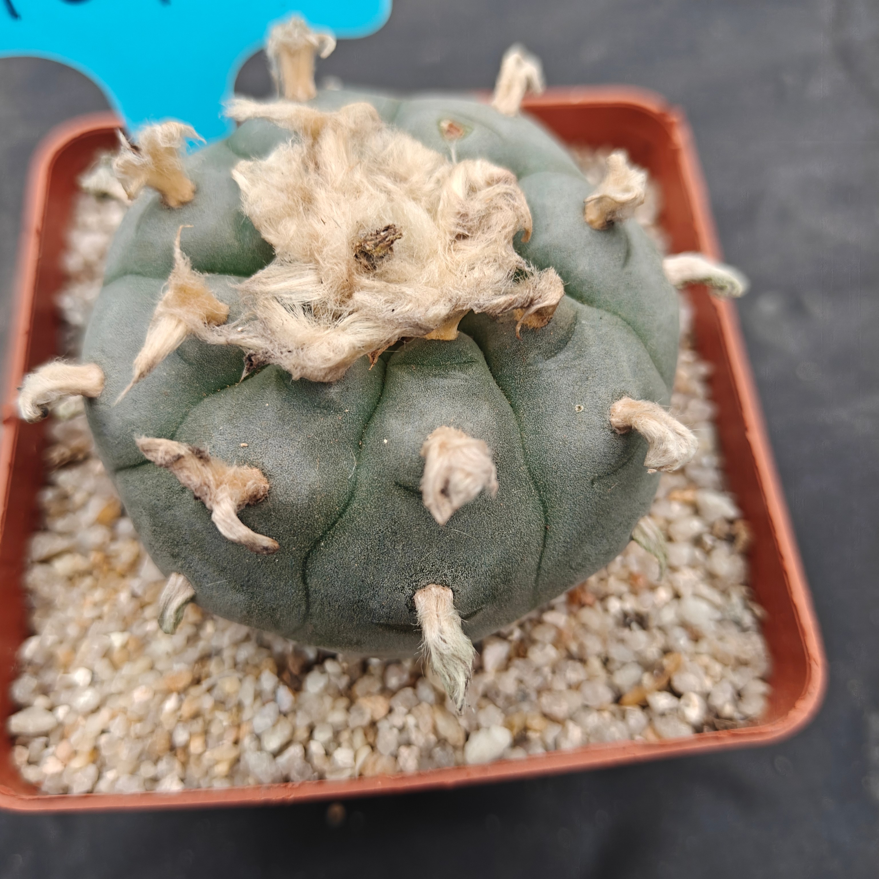6cm（WYSIWYG）Lophophora williamsii spirochete（Hairy Monster）6-8 years old Number 1012