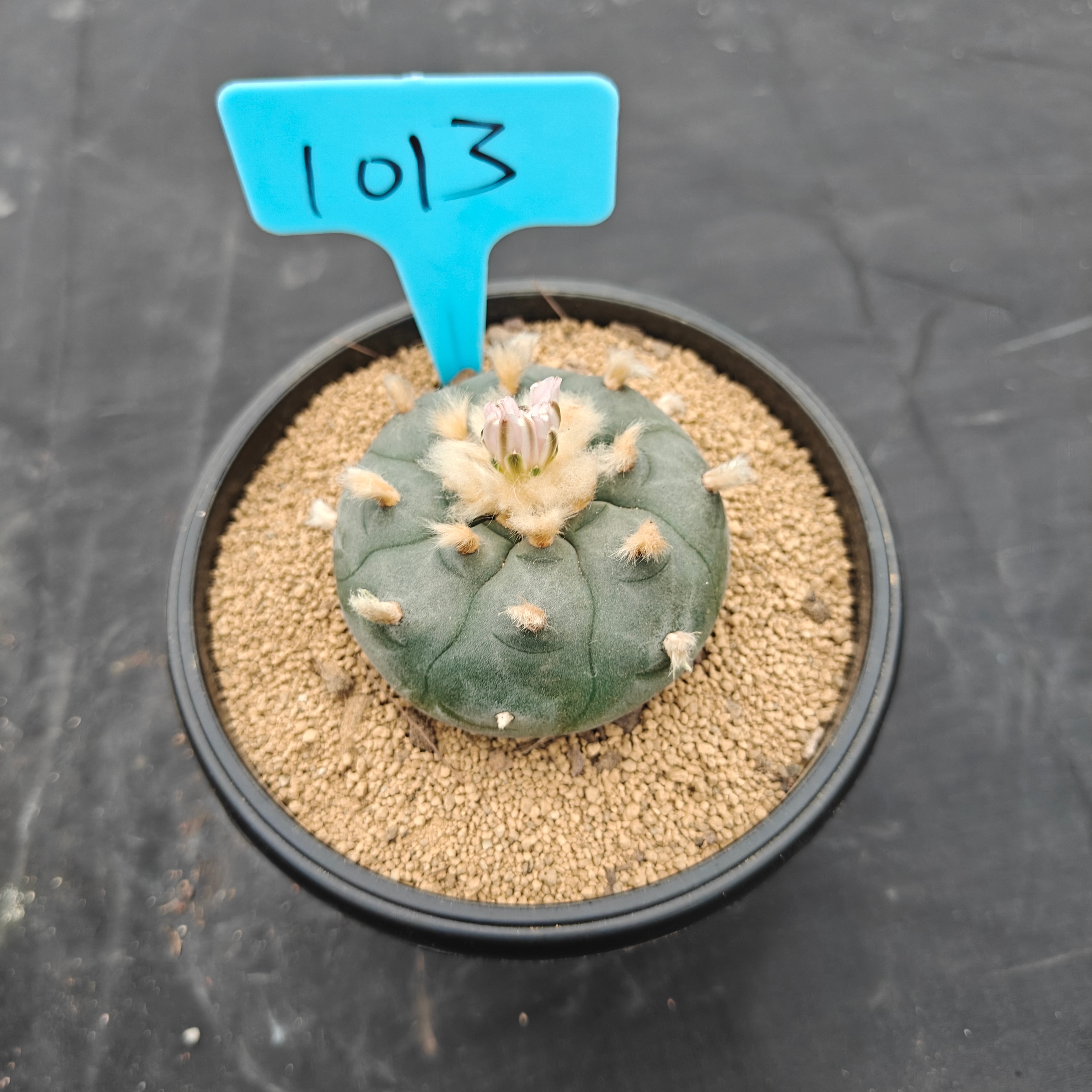 6cm（WYSIWYG）Lophophora williamsii spirochete（Hairy Monster）6-8 years old Number 1013