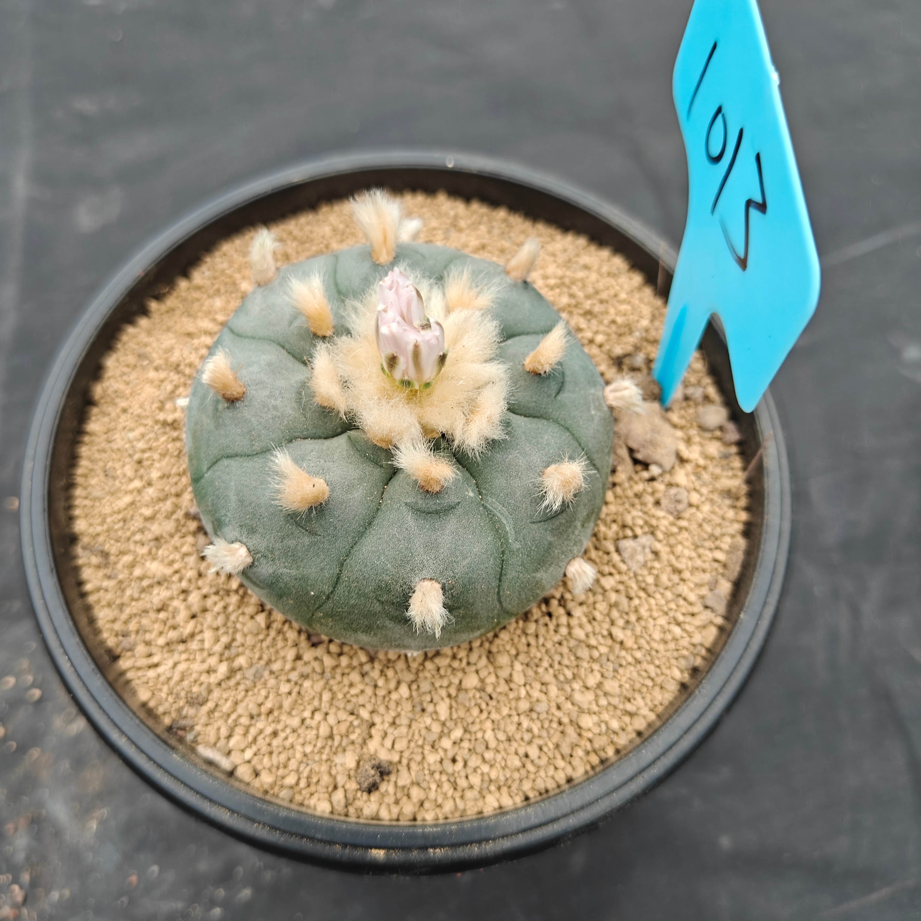 6cm（WYSIWYG）Lophophora williamsii spirochete（Hairy Monster）6-8 years old Number 1013
