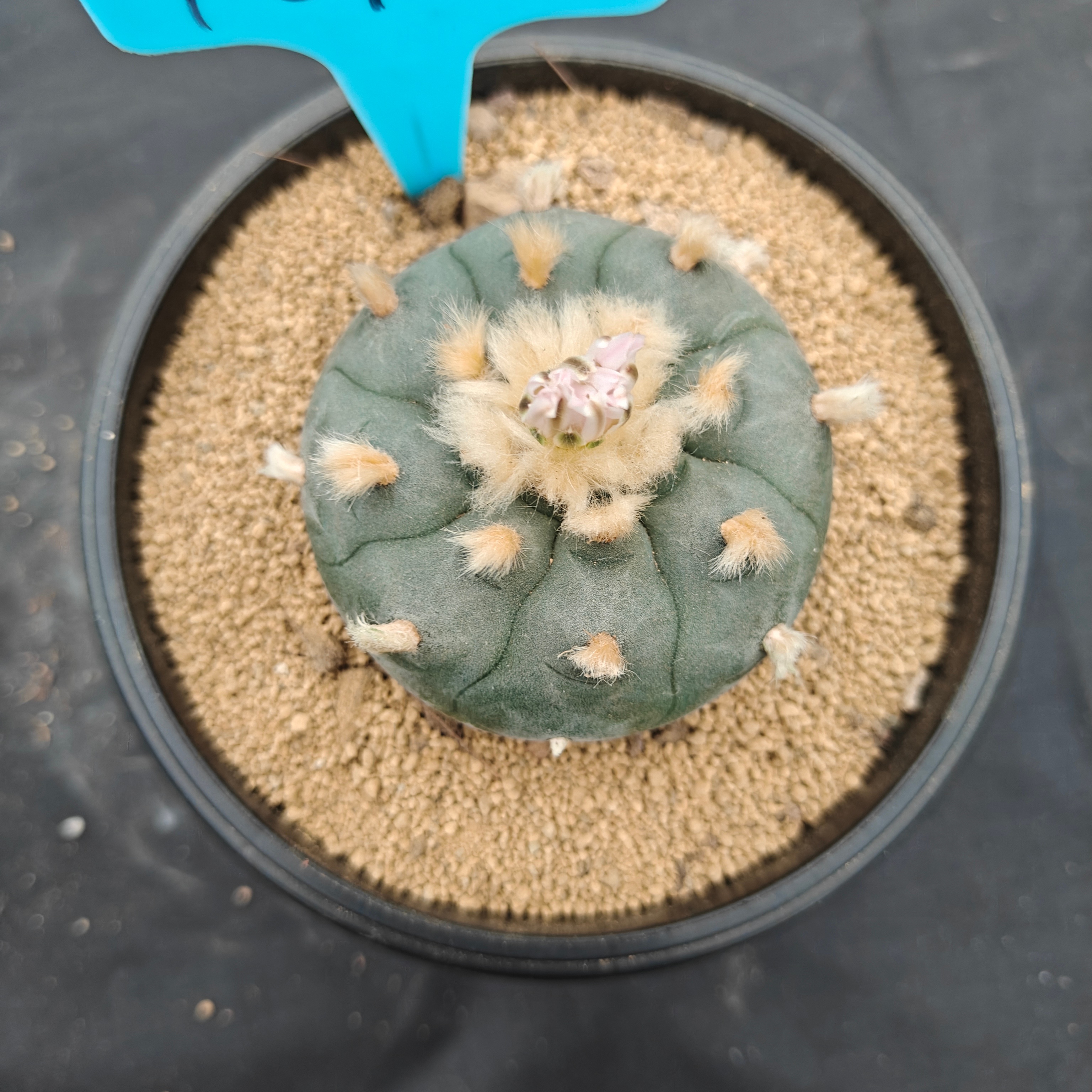 6cm（WYSIWYG）Lophophora williamsii spirochete（Hairy Monster）6-8 years old Number 1013