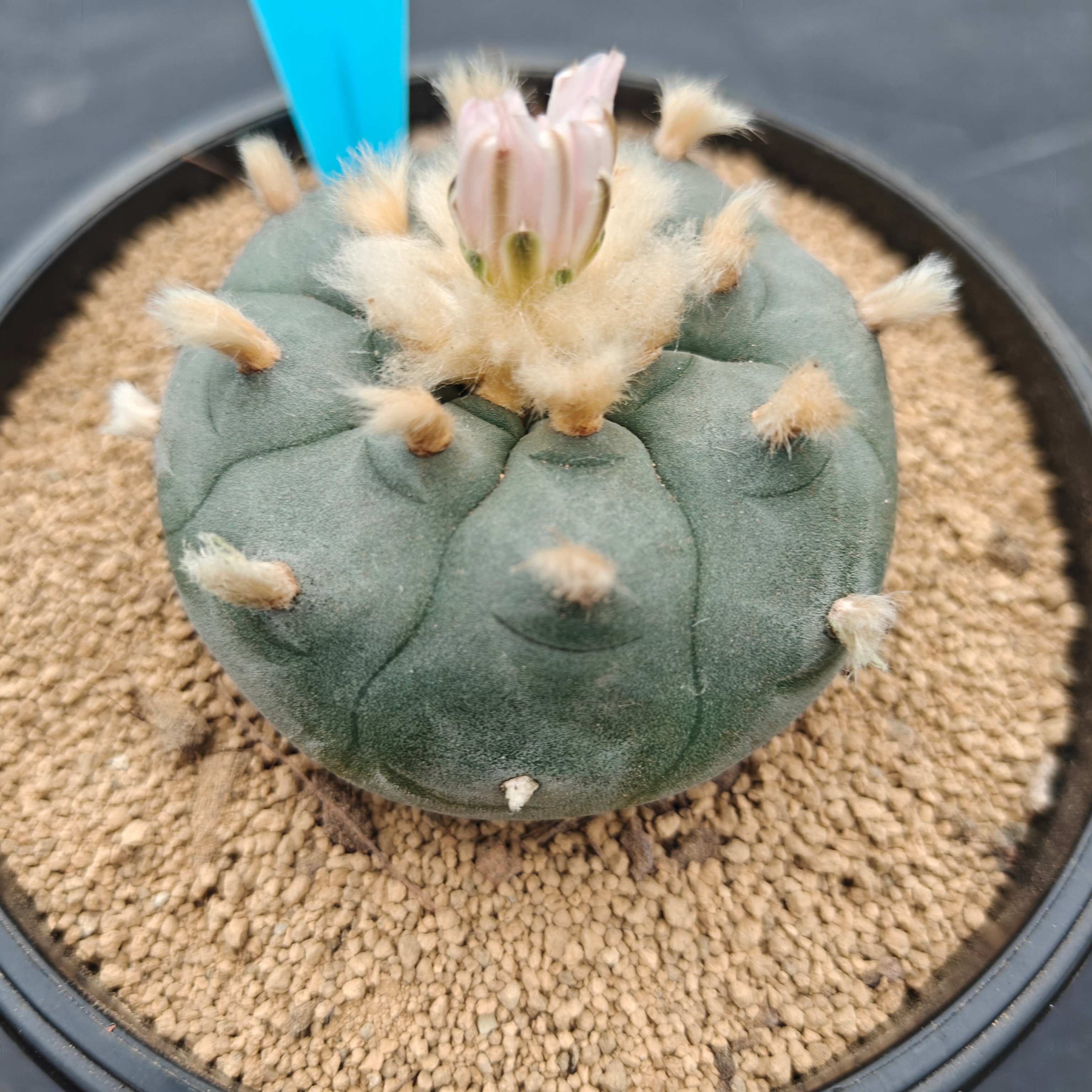 6cm（WYSIWYG）Lophophora williamsii spirochete（Hairy Monster）6-8 years old Number 1013