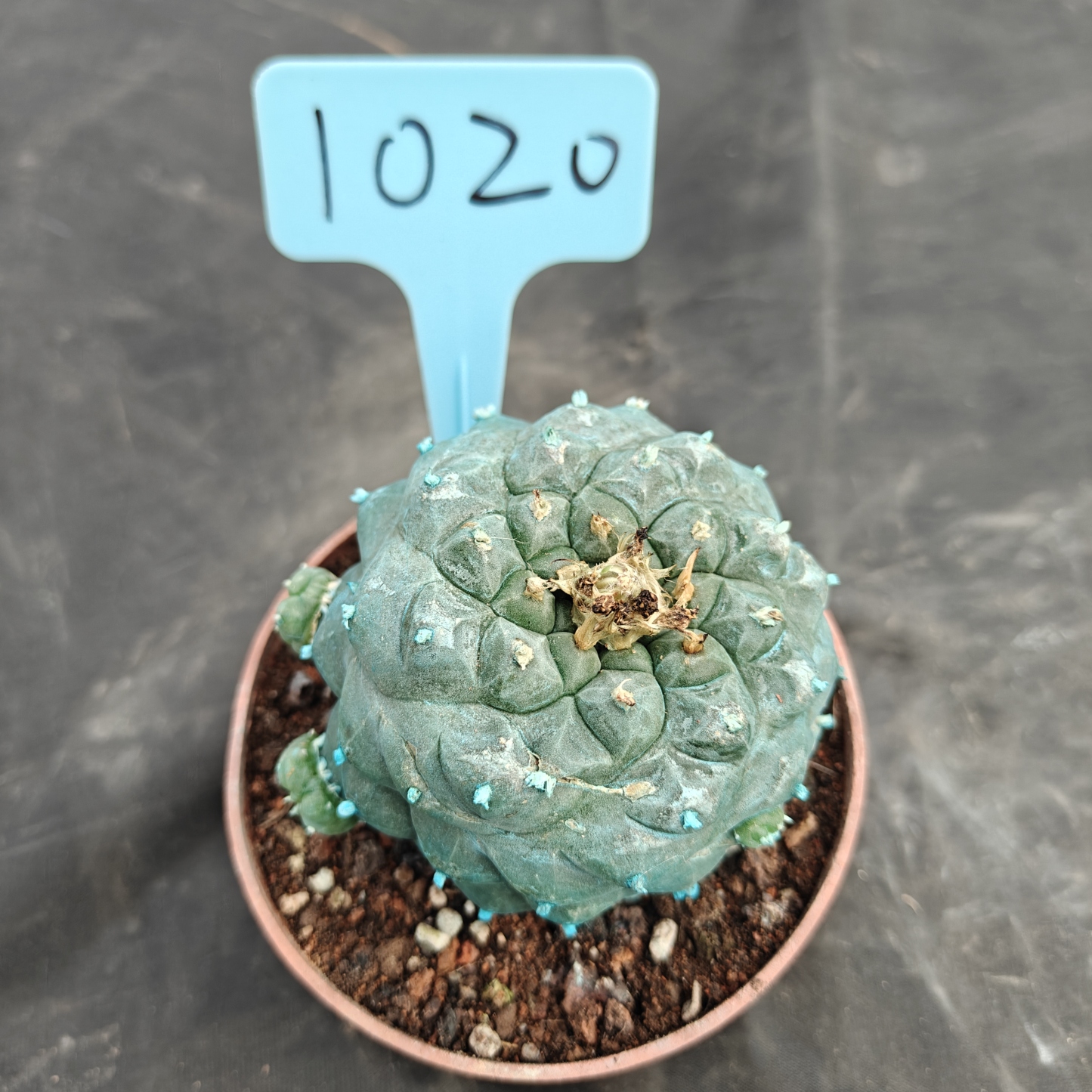 7-8cm（WYSIWYG）Lophophora williamsii Blue skin variety grafting (with roots）4-6 years old Number 1020