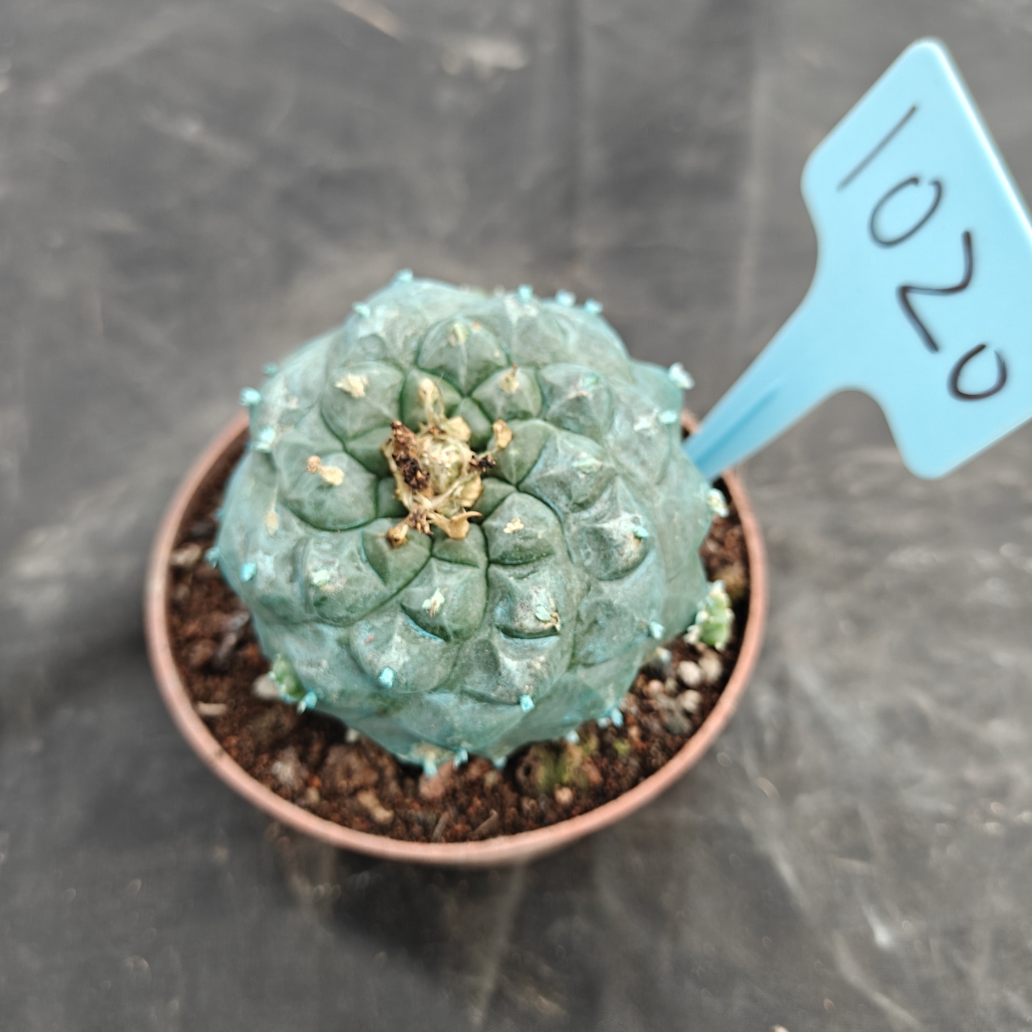 7-8cm（WYSIWYG）Lophophora williamsii Blue skin variety grafting (with roots）4-6 years old Number 1020