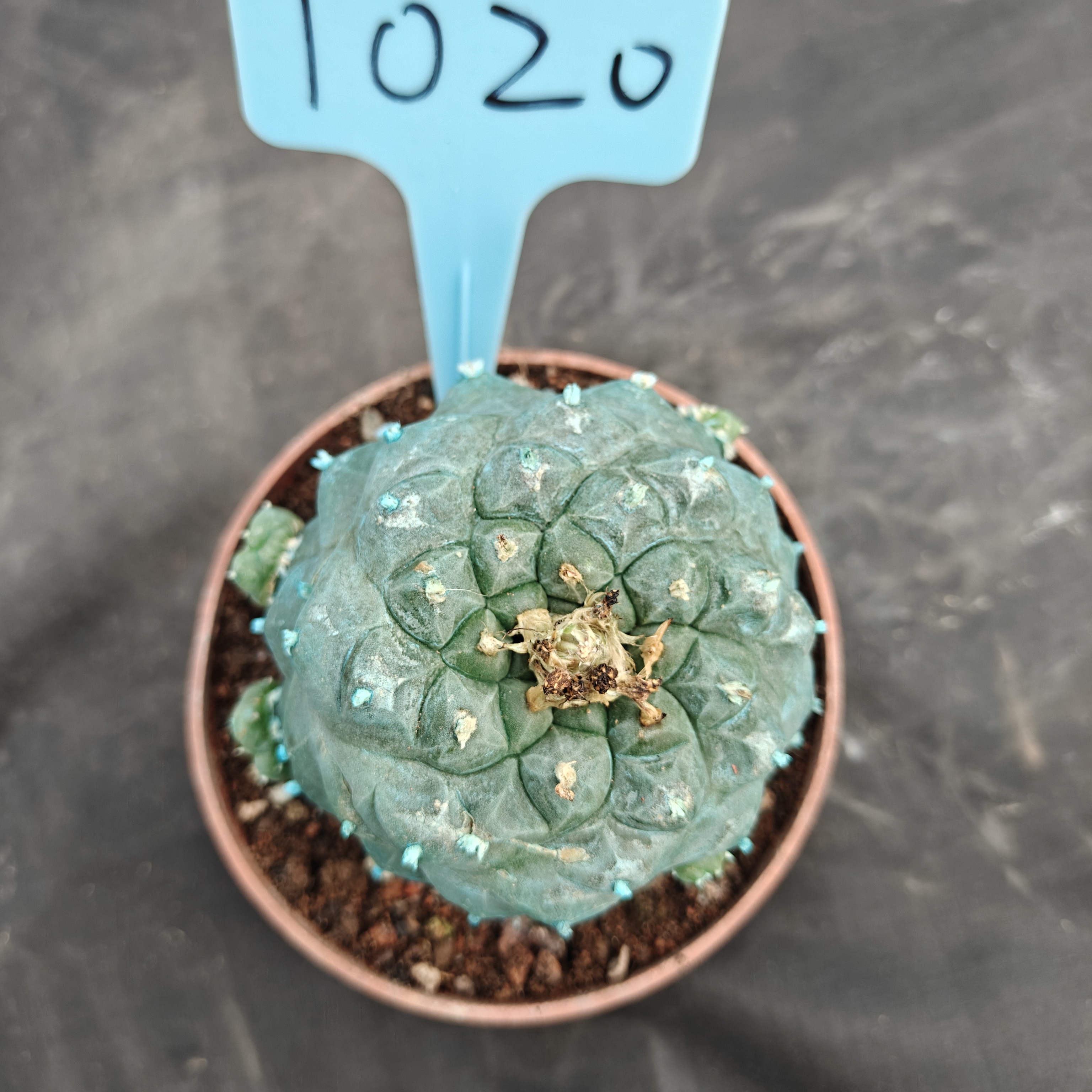 7-8cm（WYSIWYG）Lophophora williamsii Blue skin variety grafting (with roots）4-6 years old Number 1020