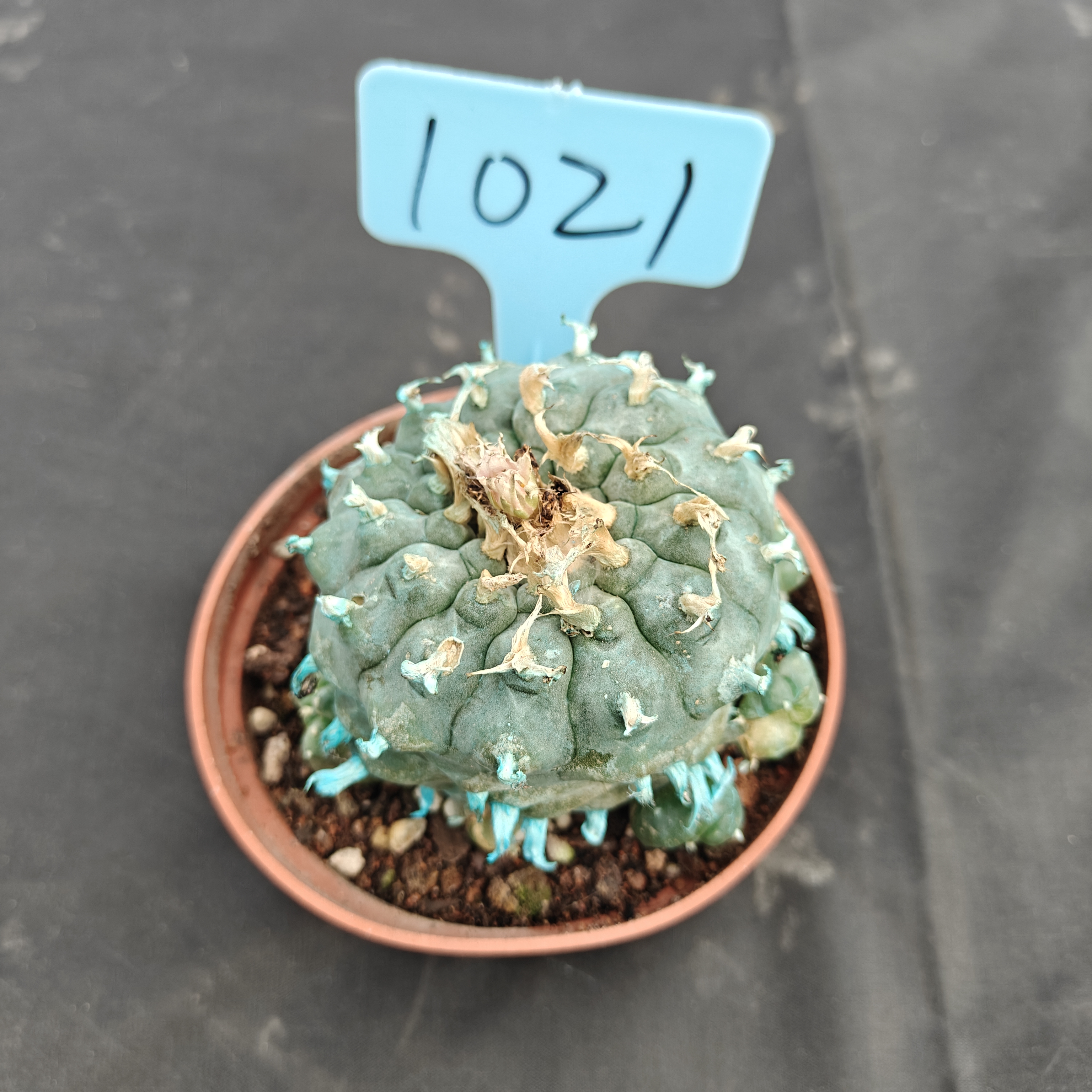 7-8cm（WYSIWYG）Lophophora williamsii Blue skin variety grafting (with roots）4-6 years old Number 1021