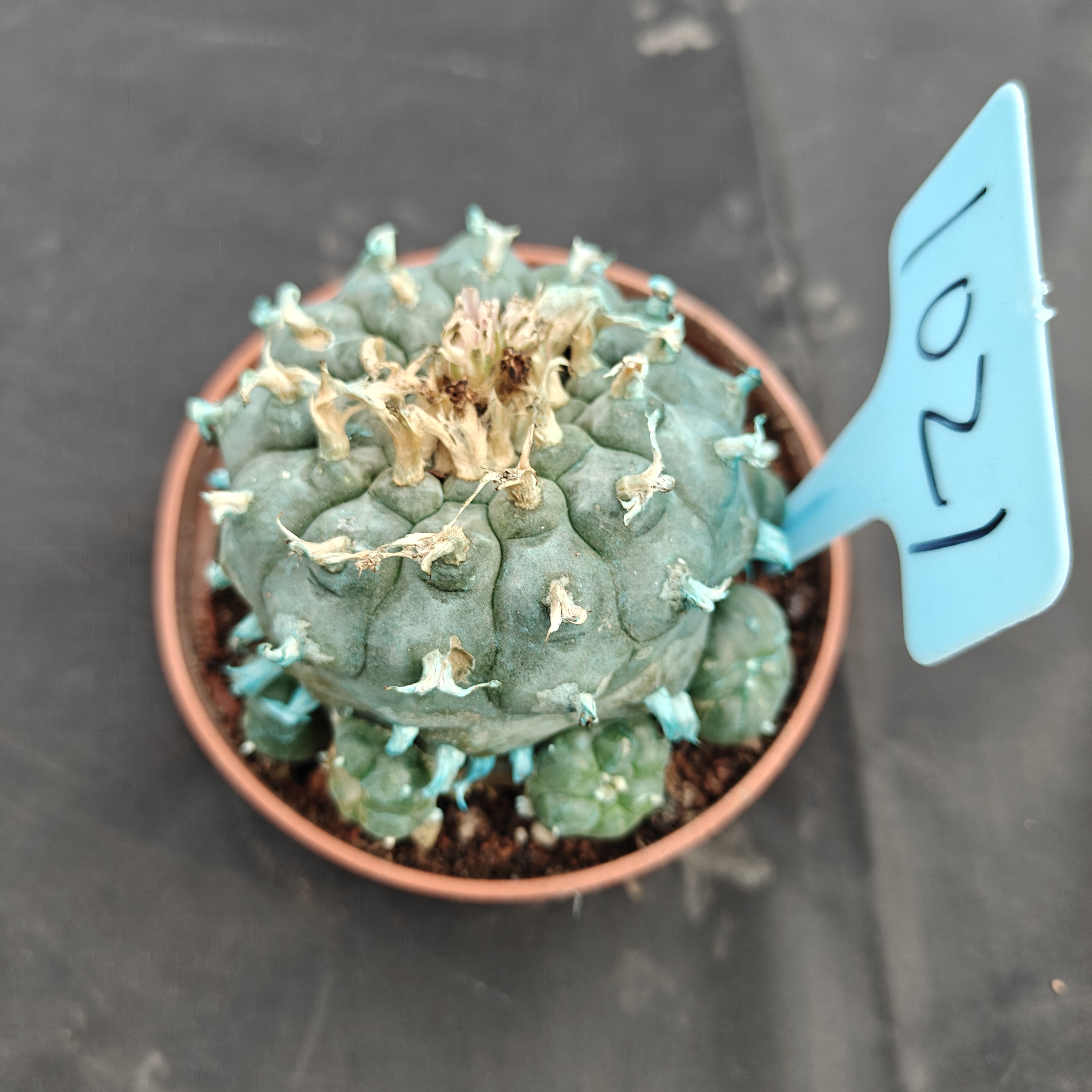 7-8cm（WYSIWYG）Lophophora williamsii Blue skin variety grafting (with roots）4-6 years old Number 1021