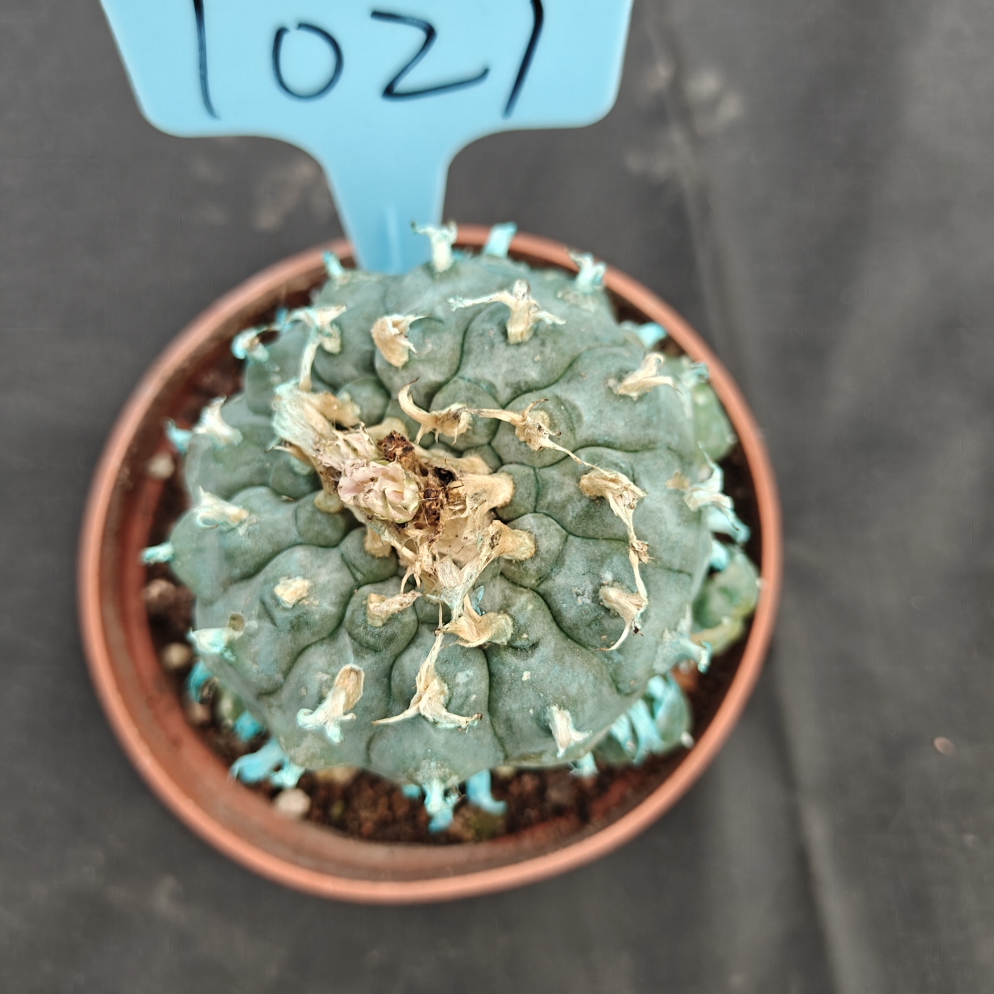 7-8cm（WYSIWYG）Lophophora williamsii Blue skin variety grafting (with roots）4-6 years old Number 1021