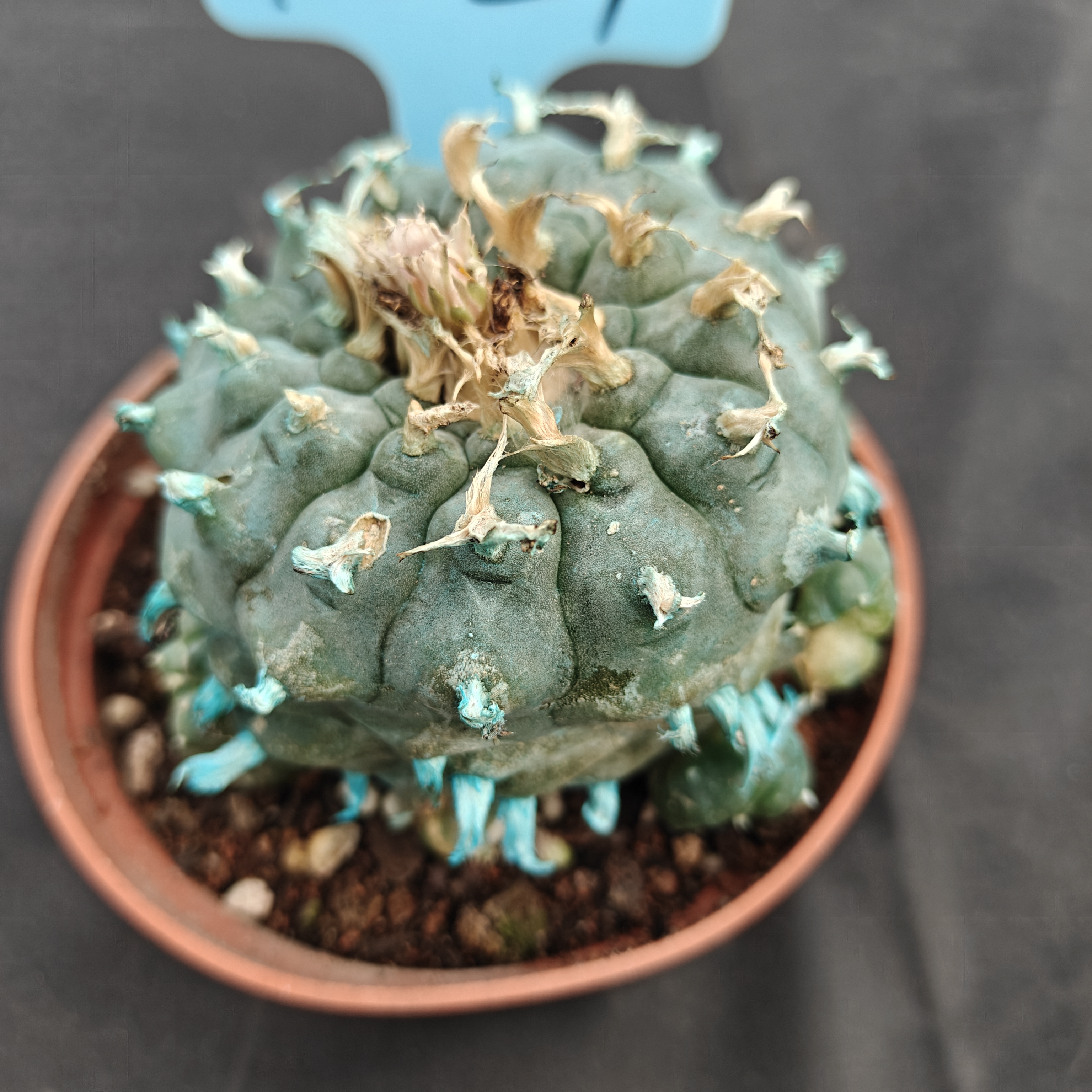 7-8cm（WYSIWYG）Lophophora williamsii Blue skin variety grafting (with roots）4-6 years old Number 1021