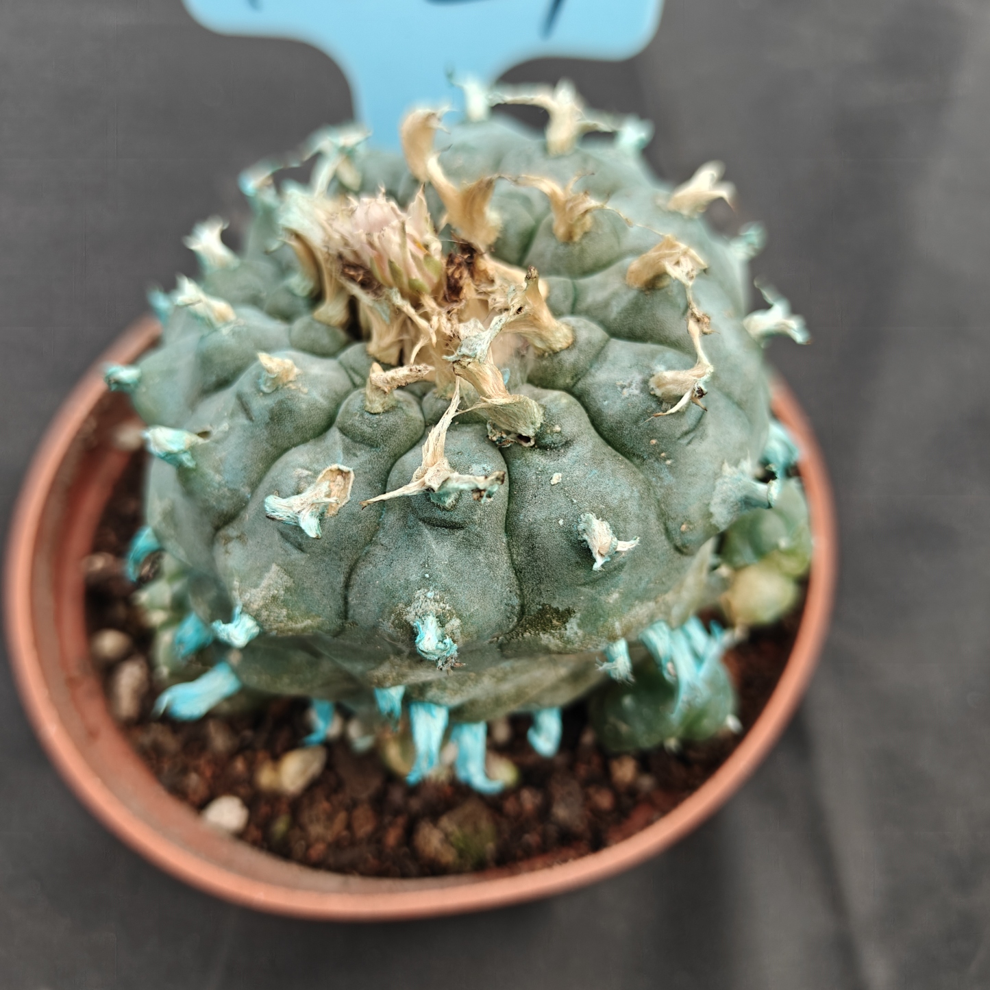 7-8cm（WYSIWYG）Lophophora williamsii Blue skin variety grafting (with roots）4-6 years old Number 1021