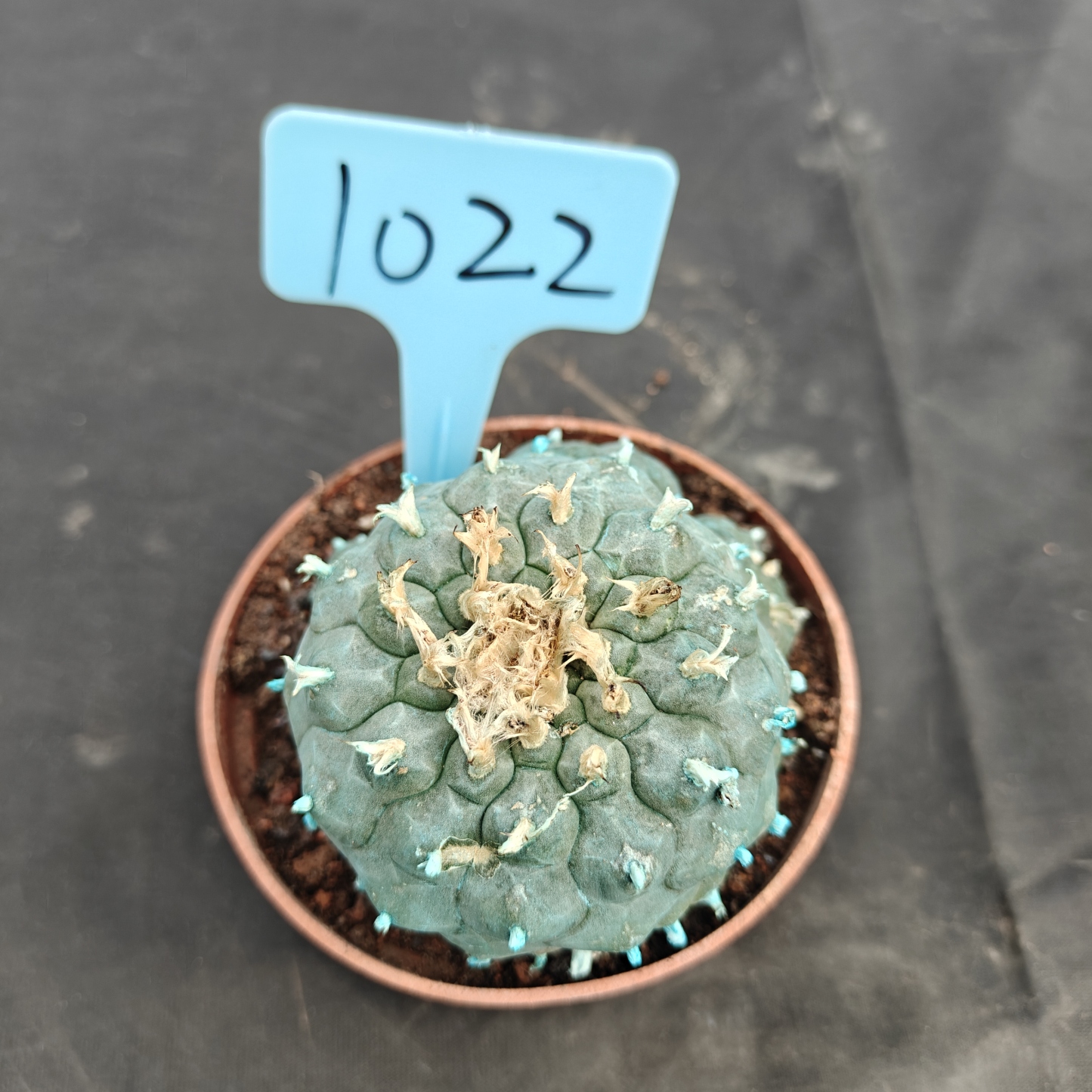 7-8cm（WYSIWYG）Lophophora williamsii Blue skin variety grafting (with roots）4-6 years old Number 1022